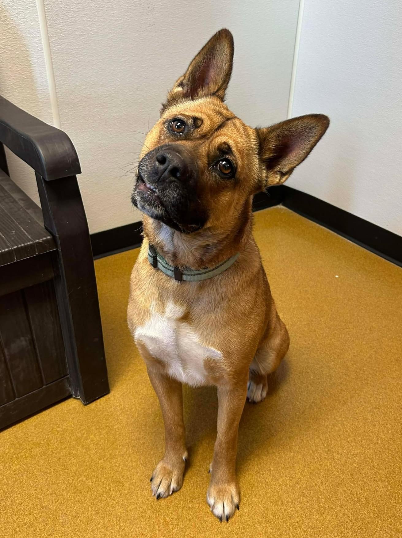 Belly, a ADOPTABLE mixed breed in Maryville, MO image 2/4