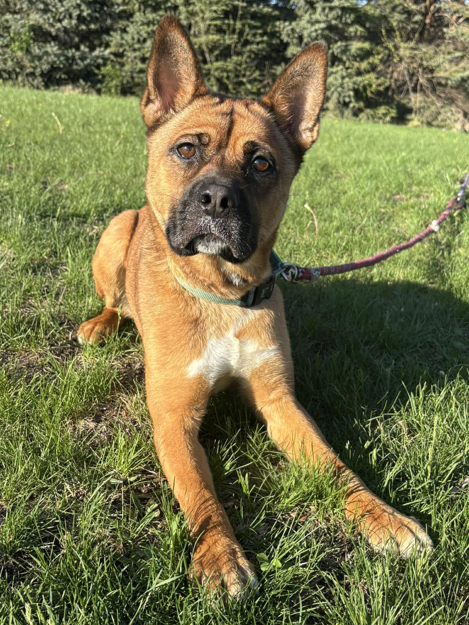 Enlarge Belly, a ADOPTABLE mixed breed in Maryville, MO image 4/5