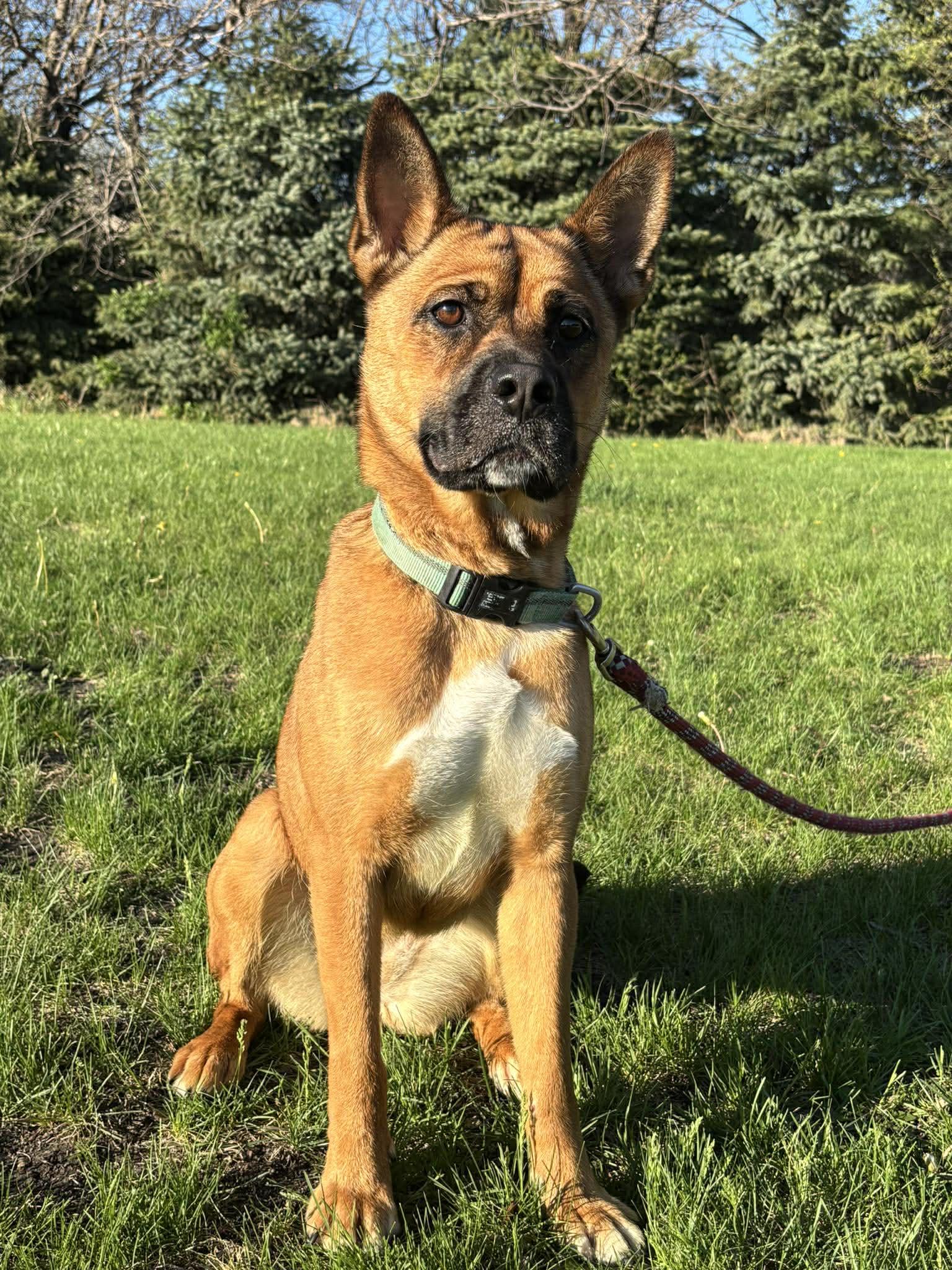 Enlarge Belly, a ADOPTABLE mixed breed in Maryville, MO image 5/5