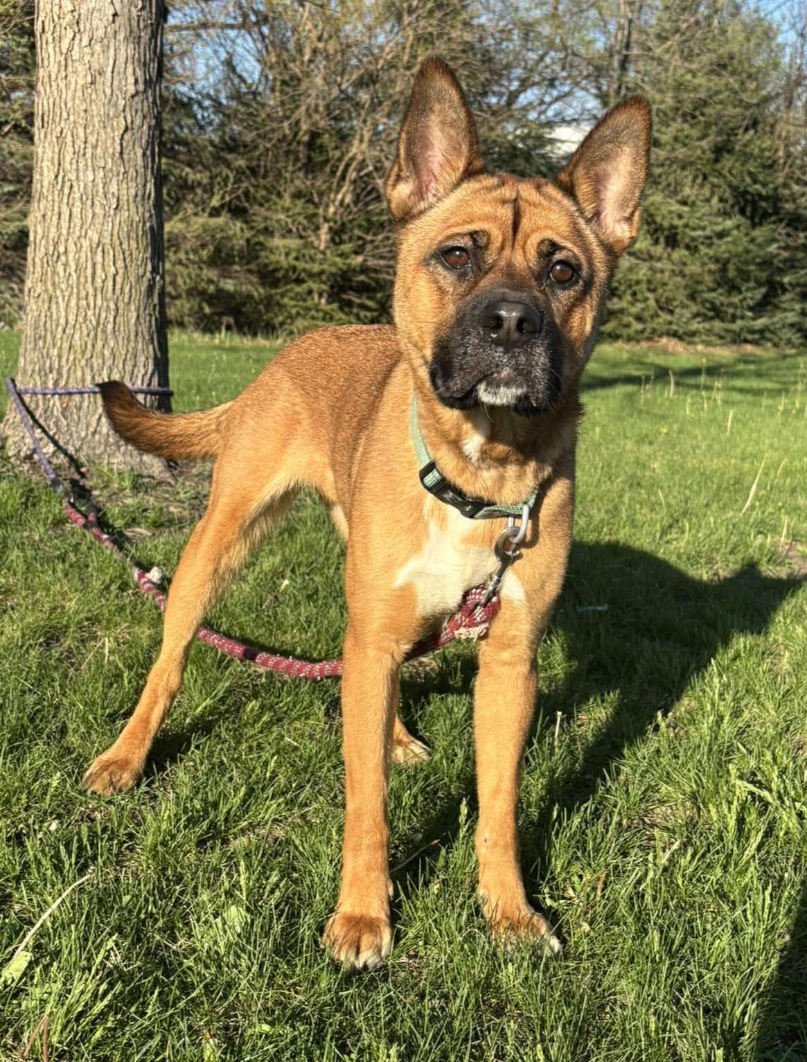 Belly, ADOPTABLE, Young Female Chow Chow & Shepherd.