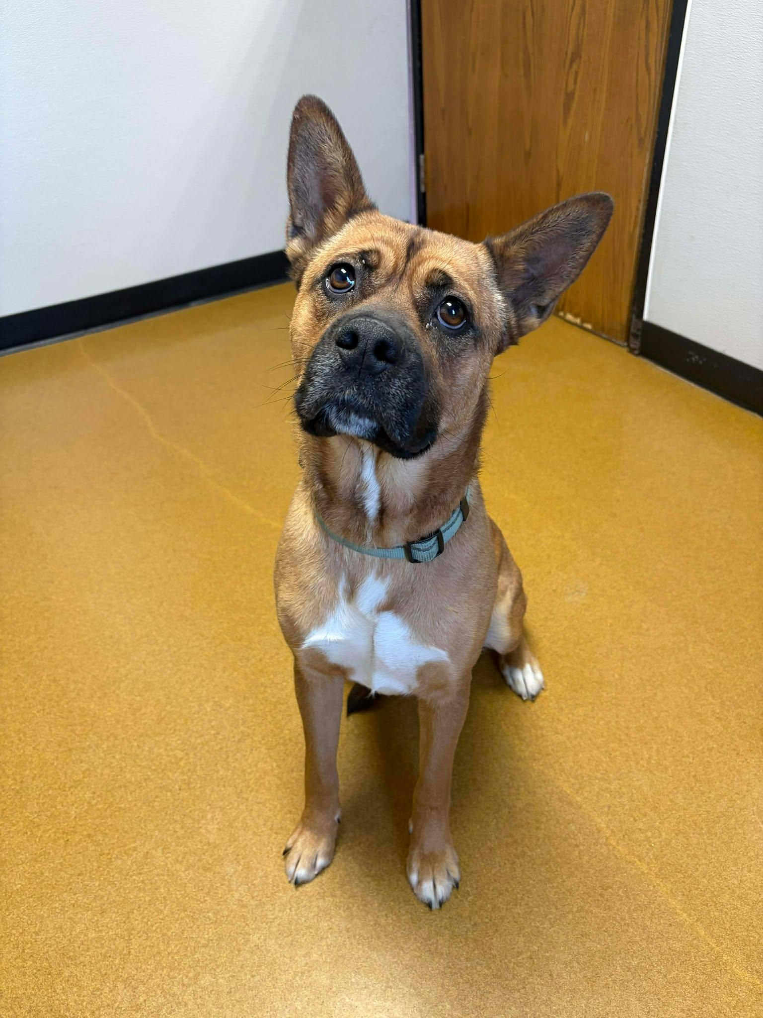 Belly, a ADOPTABLE mixed breed in Maryville, MO image 1/4