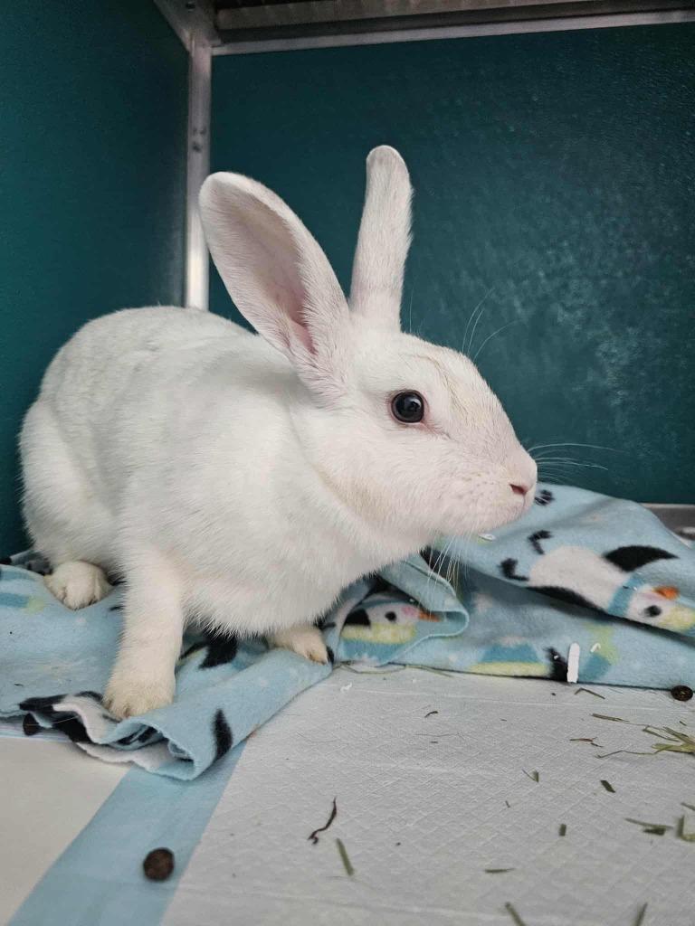 Fern, Adoptable, Young Female American.