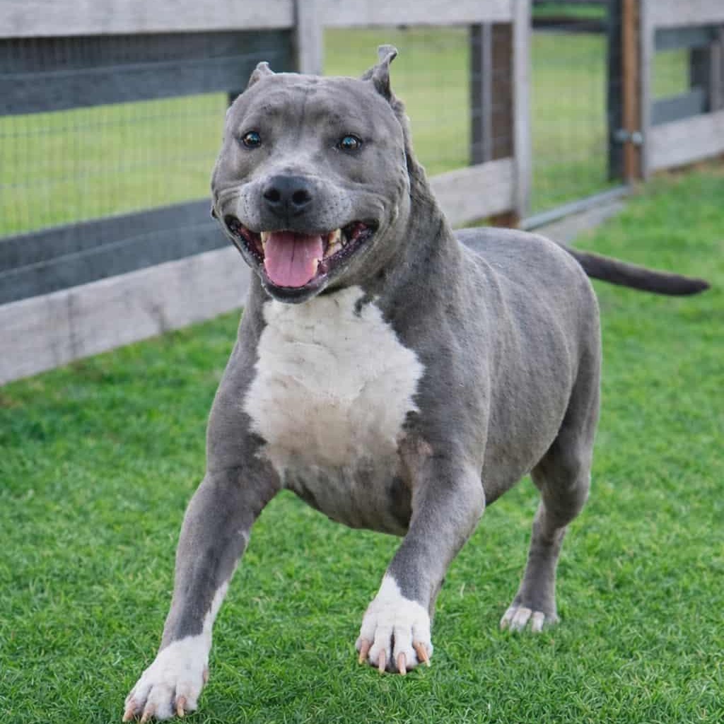 Enlarge PRINCESSA, a Adoptable American Staffordshire Terrier in Manchester, CT image 1/6