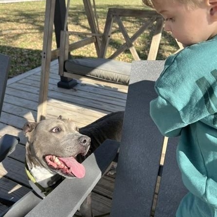 Enlarge PRINCESSA, a Adoptable American Staffordshire Terrier in Manchester, CT image 5/6