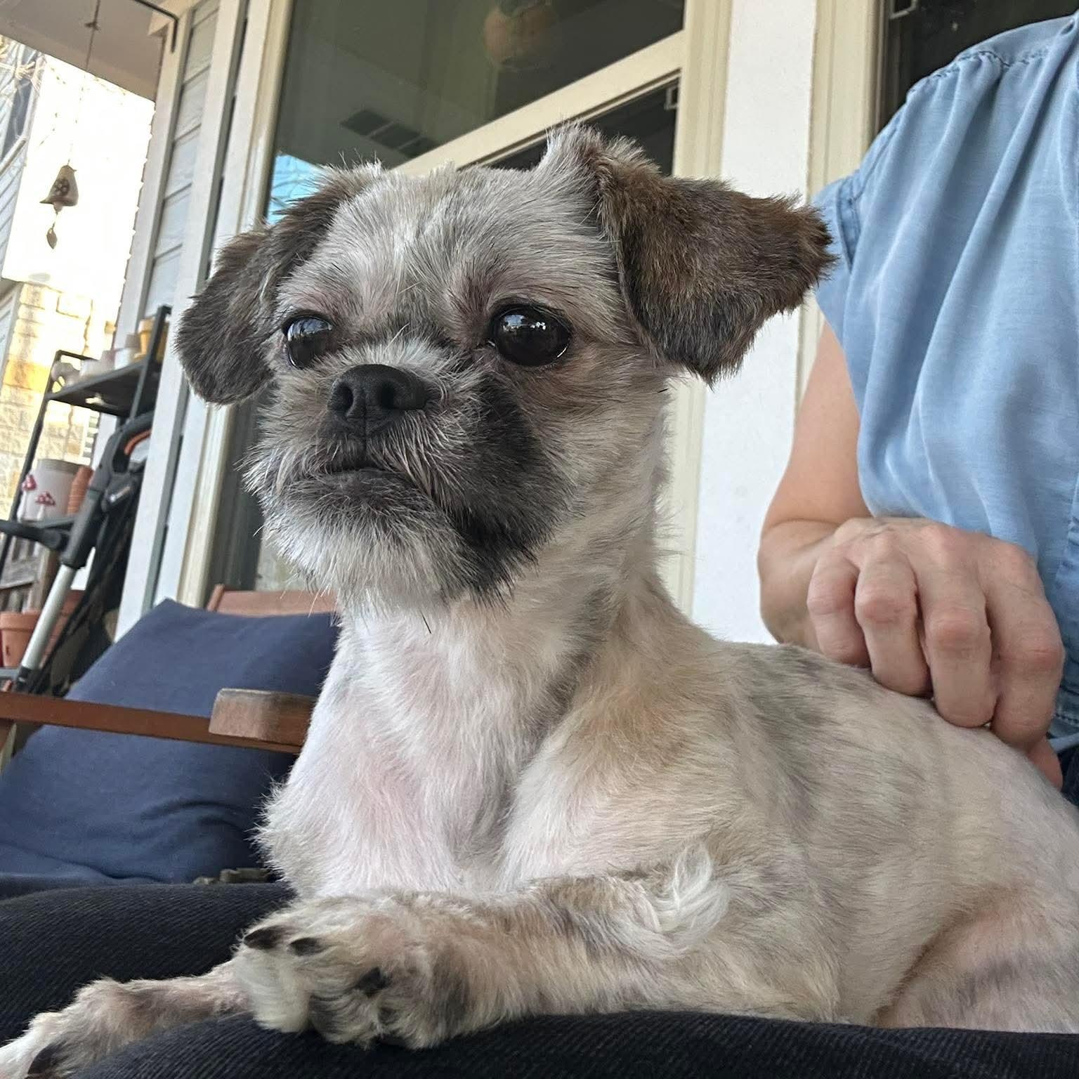 Enlarge Cecilia, an adopted mixed breed in Staunton, VA image 4/6