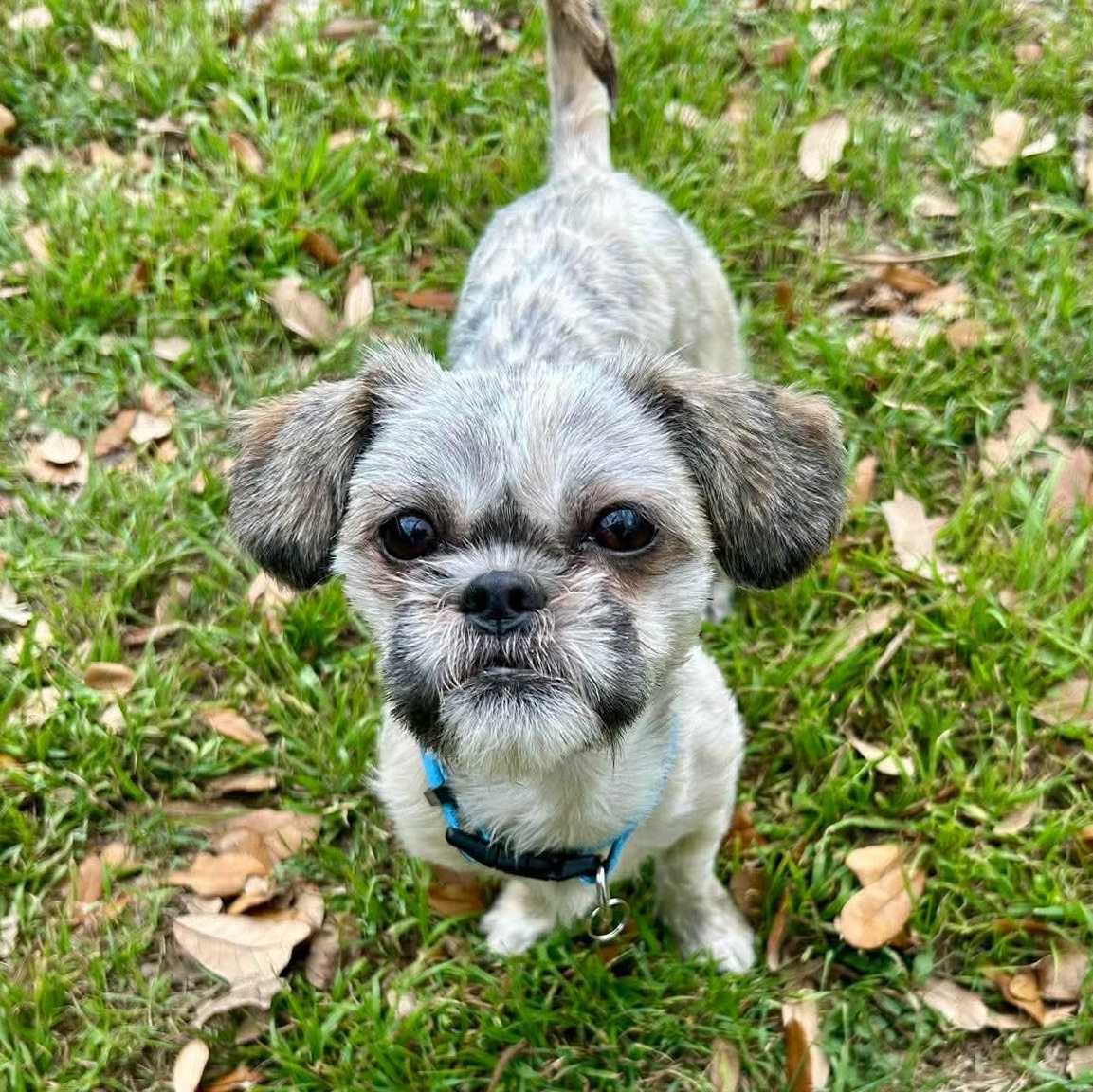 Enlarge Cecilia, an adopted mixed breed in Staunton, VA image 2/6