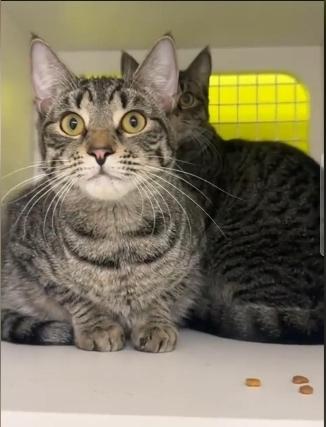 Enlarge Ophelia and Oskar; Bonded Siblings, a Adoptable mixed breed in BEVERLY HILLS, CA image 4/4