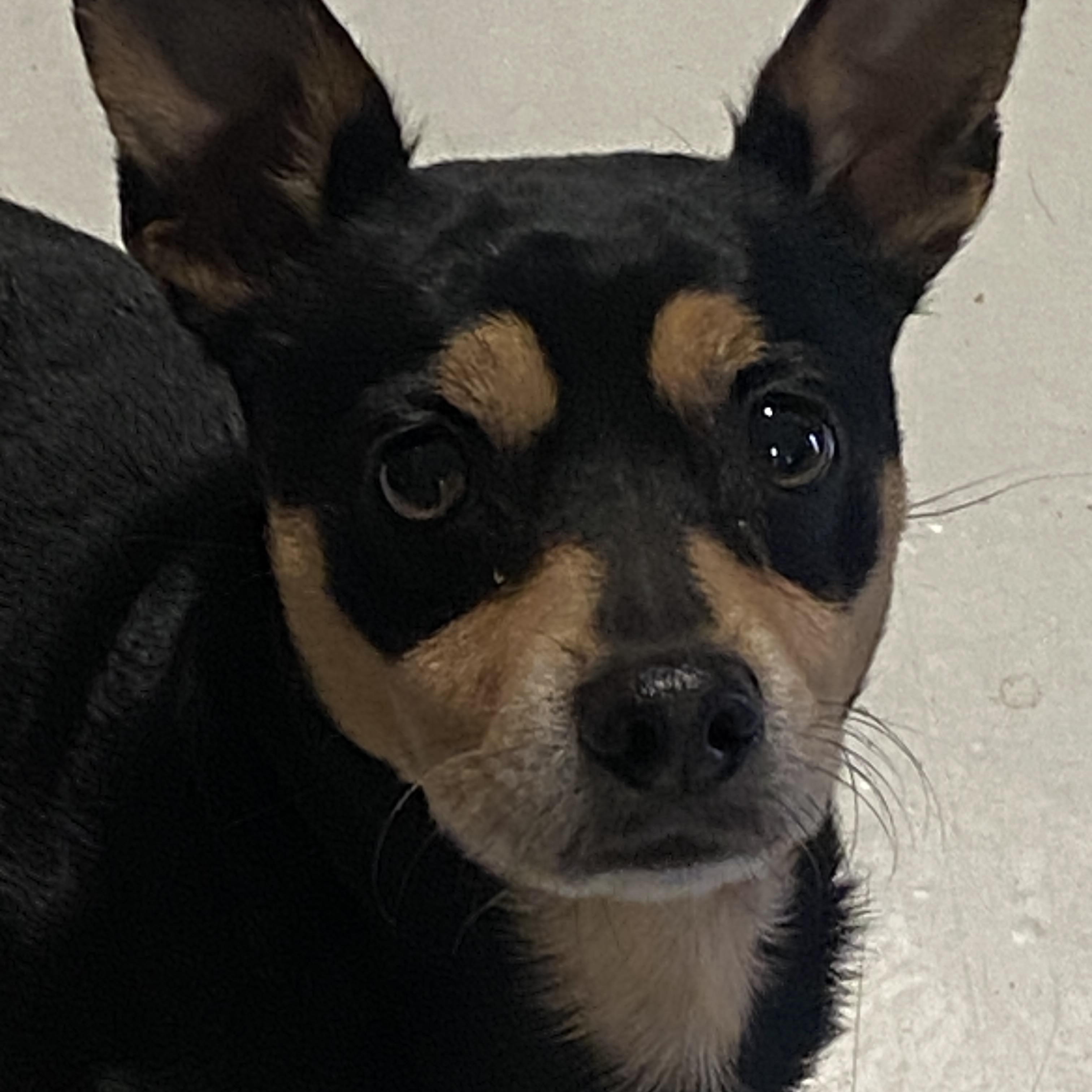 Enlarge Junior, a ADOPTABLE Chihuahua in Stormville, NY image 4/4