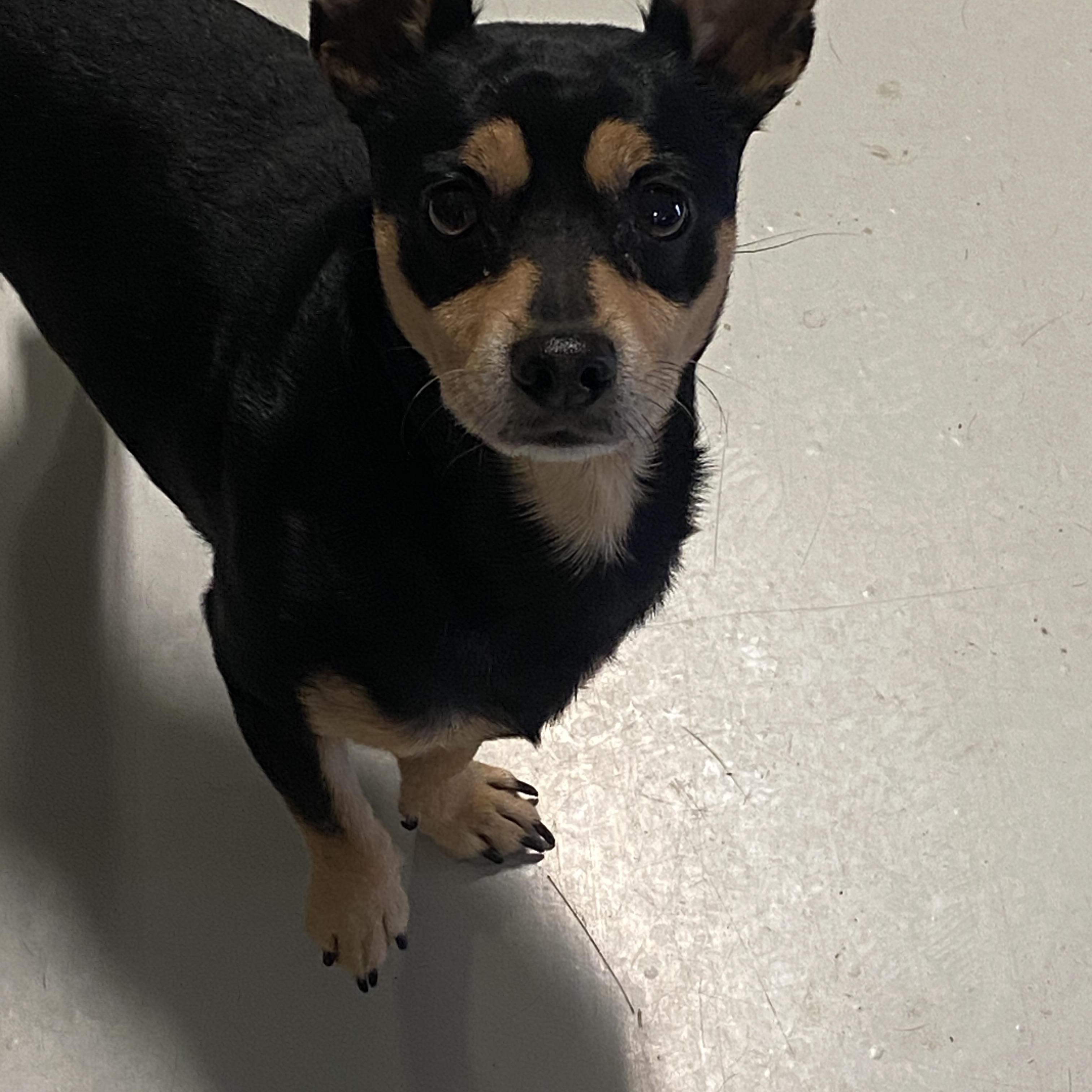 Enlarge Junior, a ADOPTABLE Chihuahua in Stormville, NY image 2/4