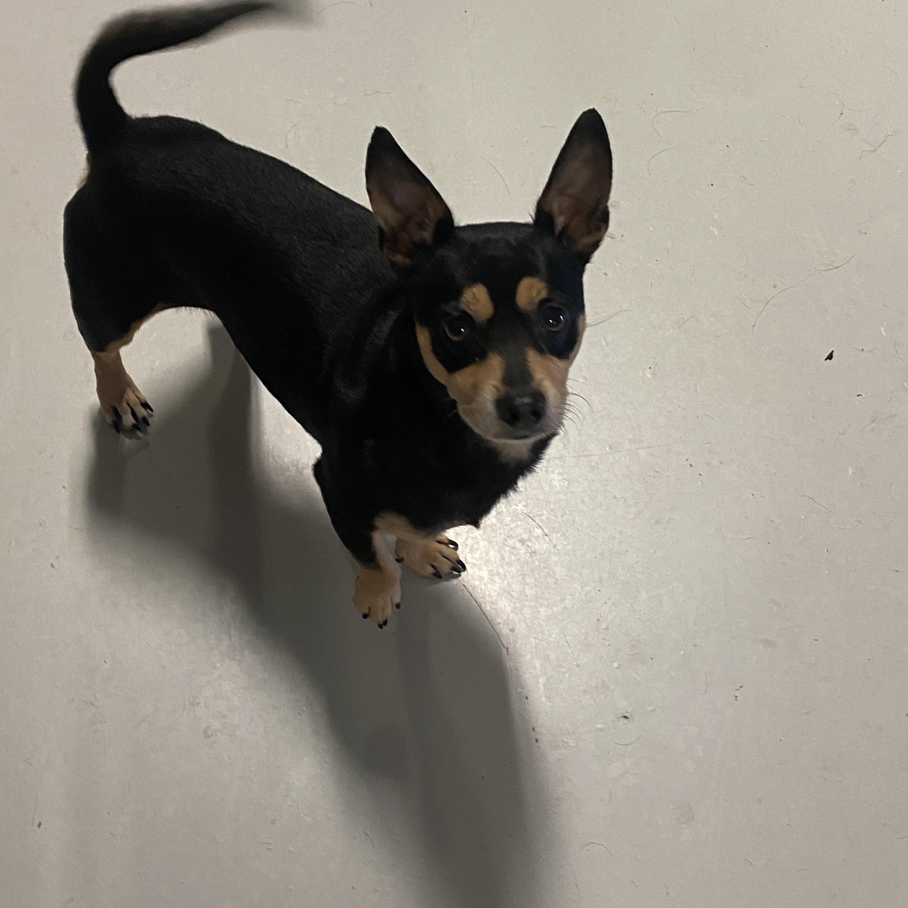 Enlarge Junior, a ADOPTABLE Chihuahua in Stormville, NY image 3/4