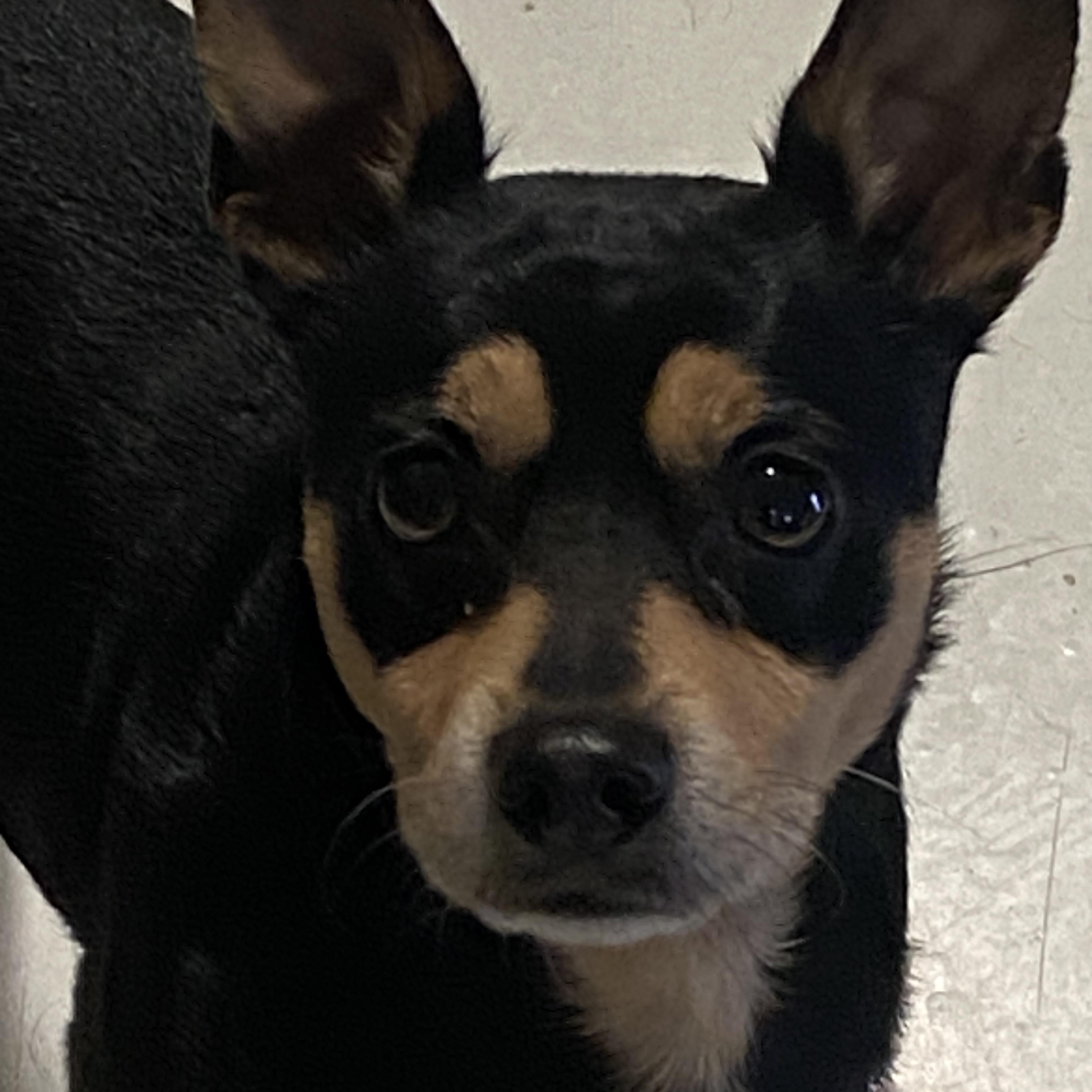 Junior, ADOPTABLE, Adult Male Chihuahua.