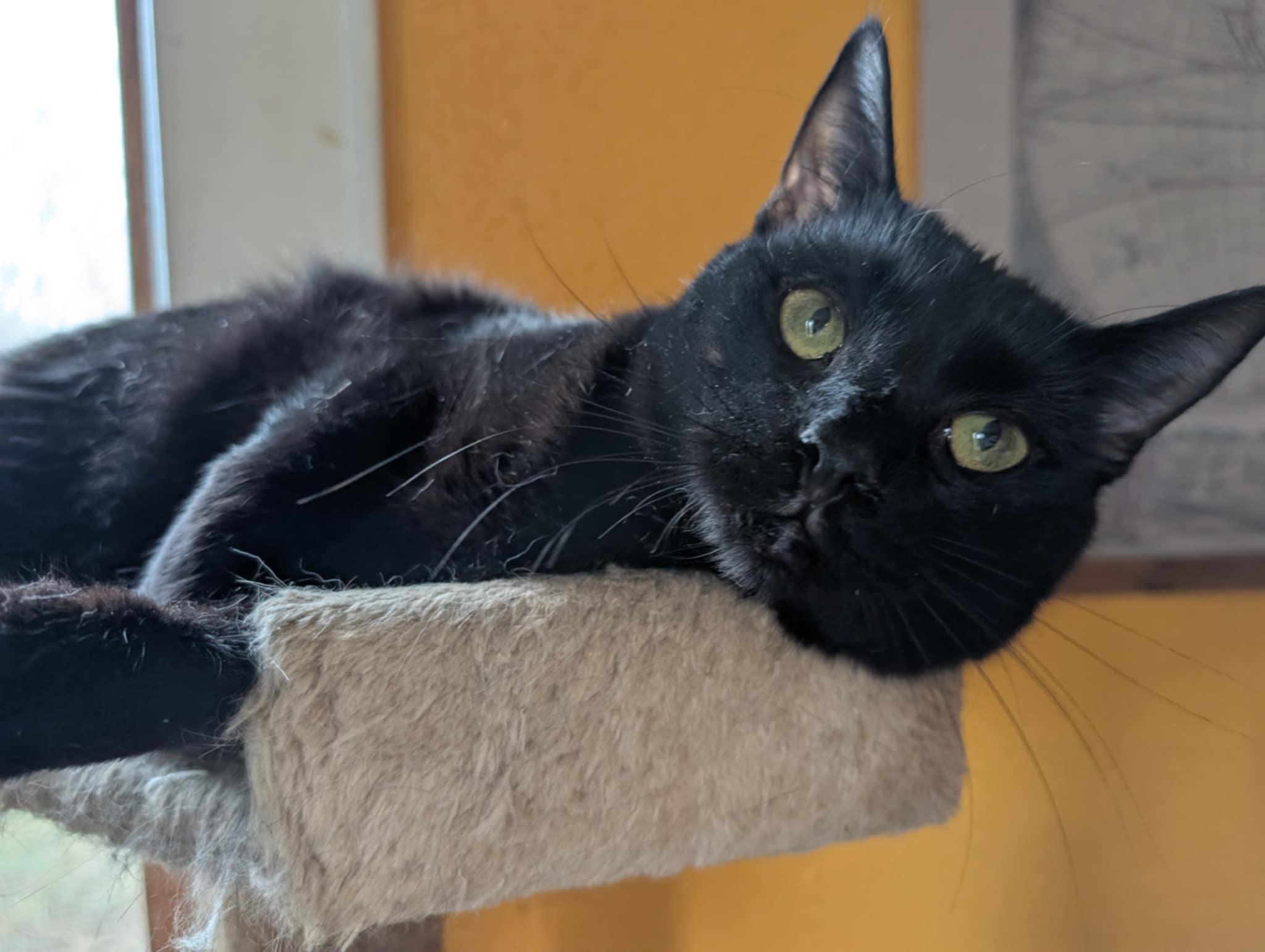 Liberty, a Adoptable Domestic Short Hair in Morganton, NC image 6/6