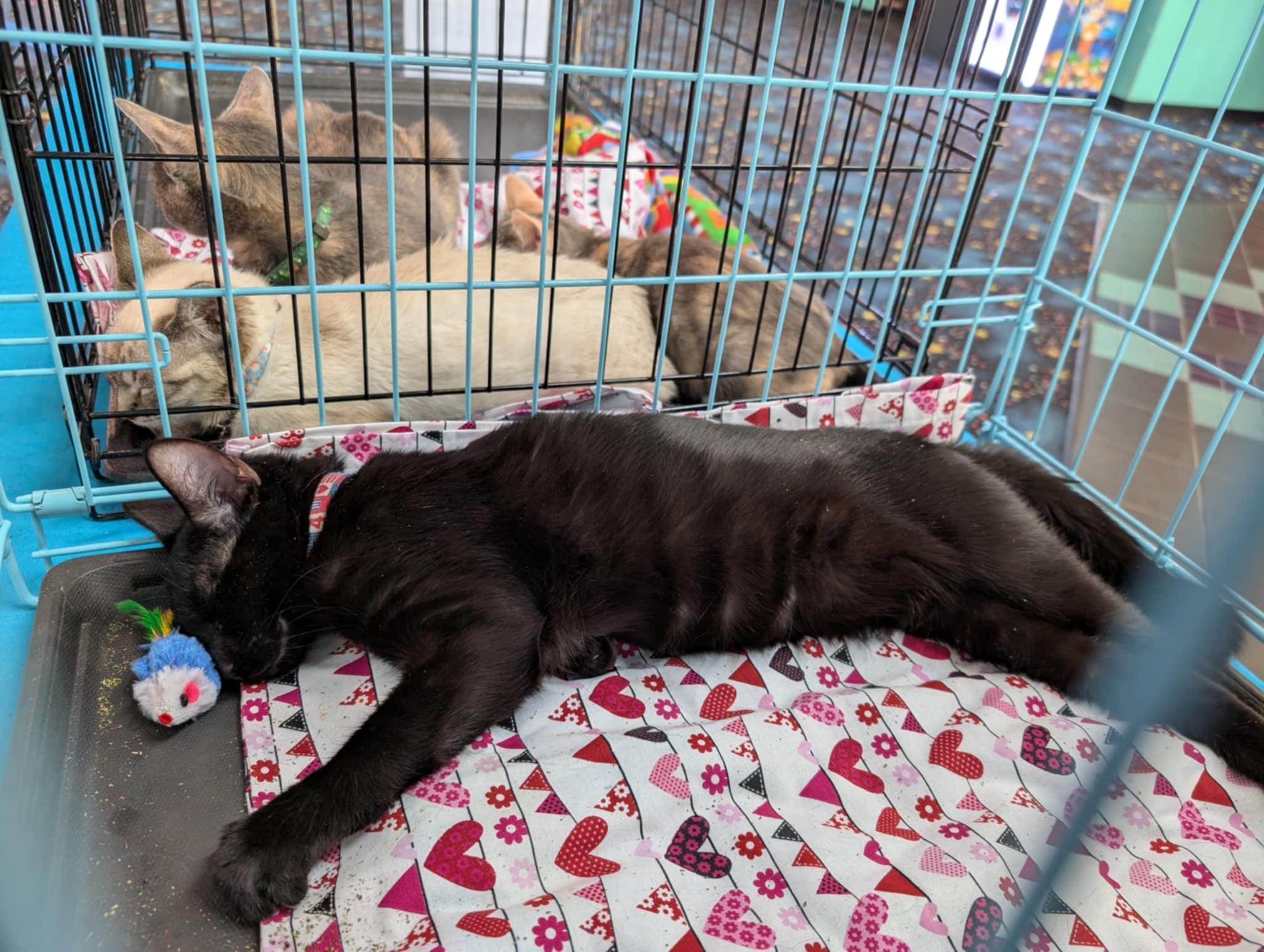 Liberty, Adoptable, Young Male Domestic Short Hair.