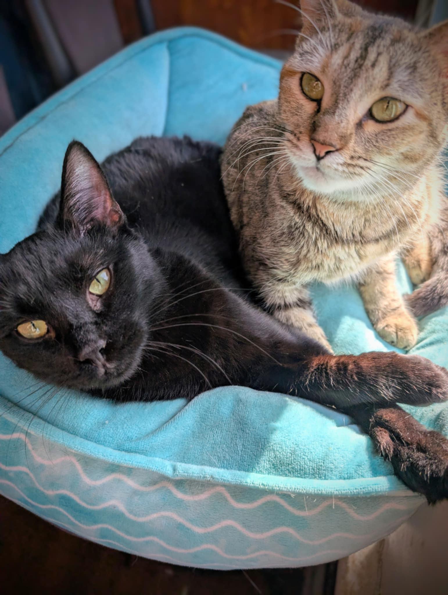 Liberty, a Adoptable Domestic Short Hair in Morganton, NC image 1/6