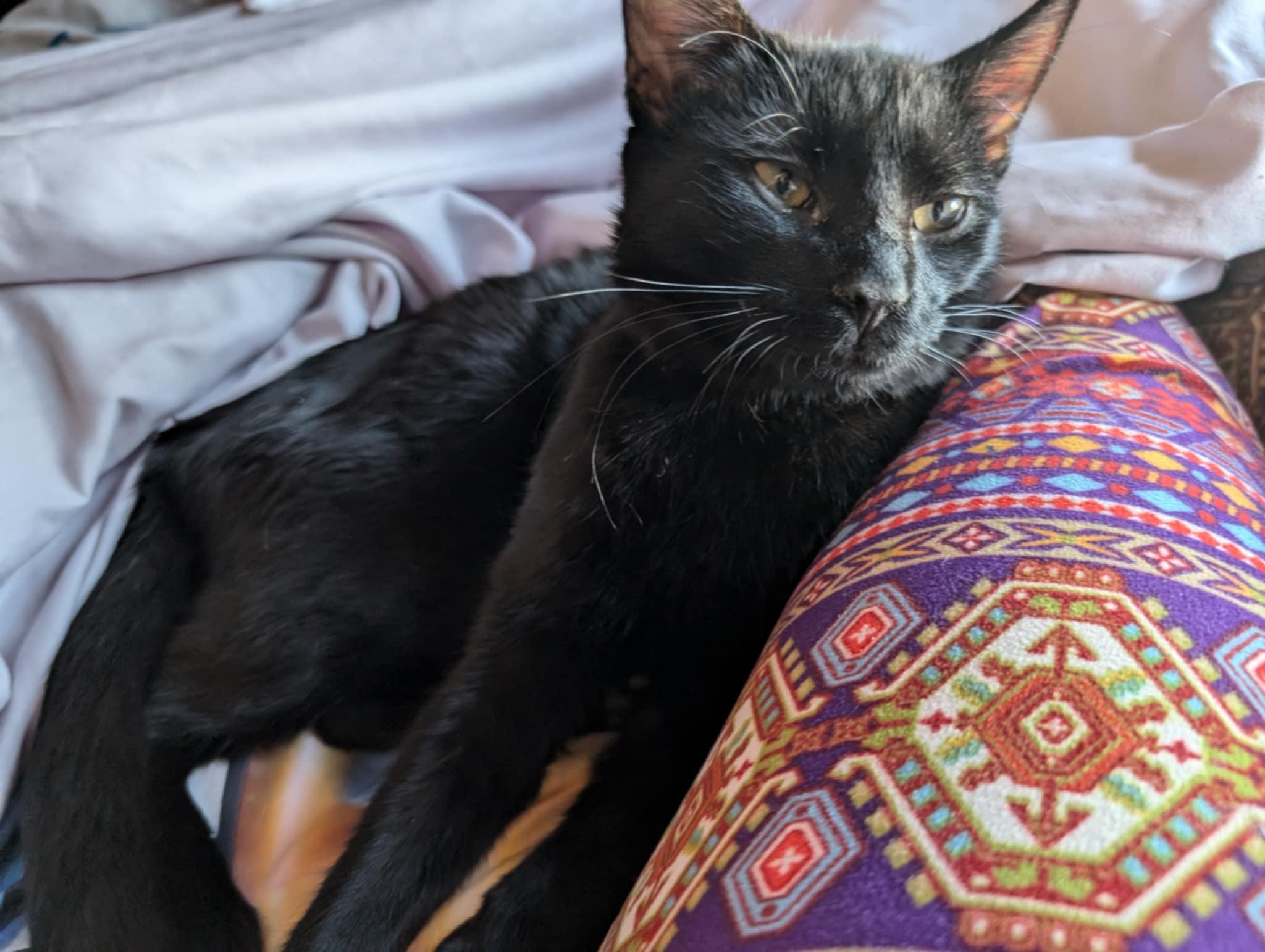 Liberty, a Adoptable Domestic Short Hair in Morganton, NC image 2/6