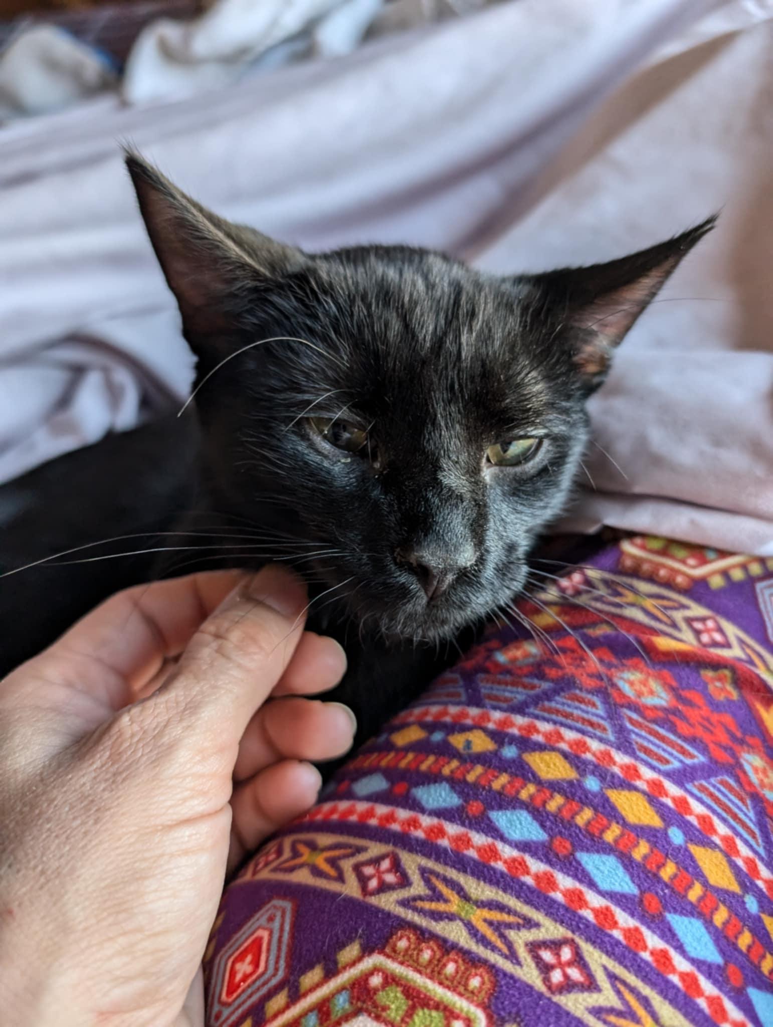 Liberty, a Adoptable Domestic Short Hair in Morganton, NC image 3/6