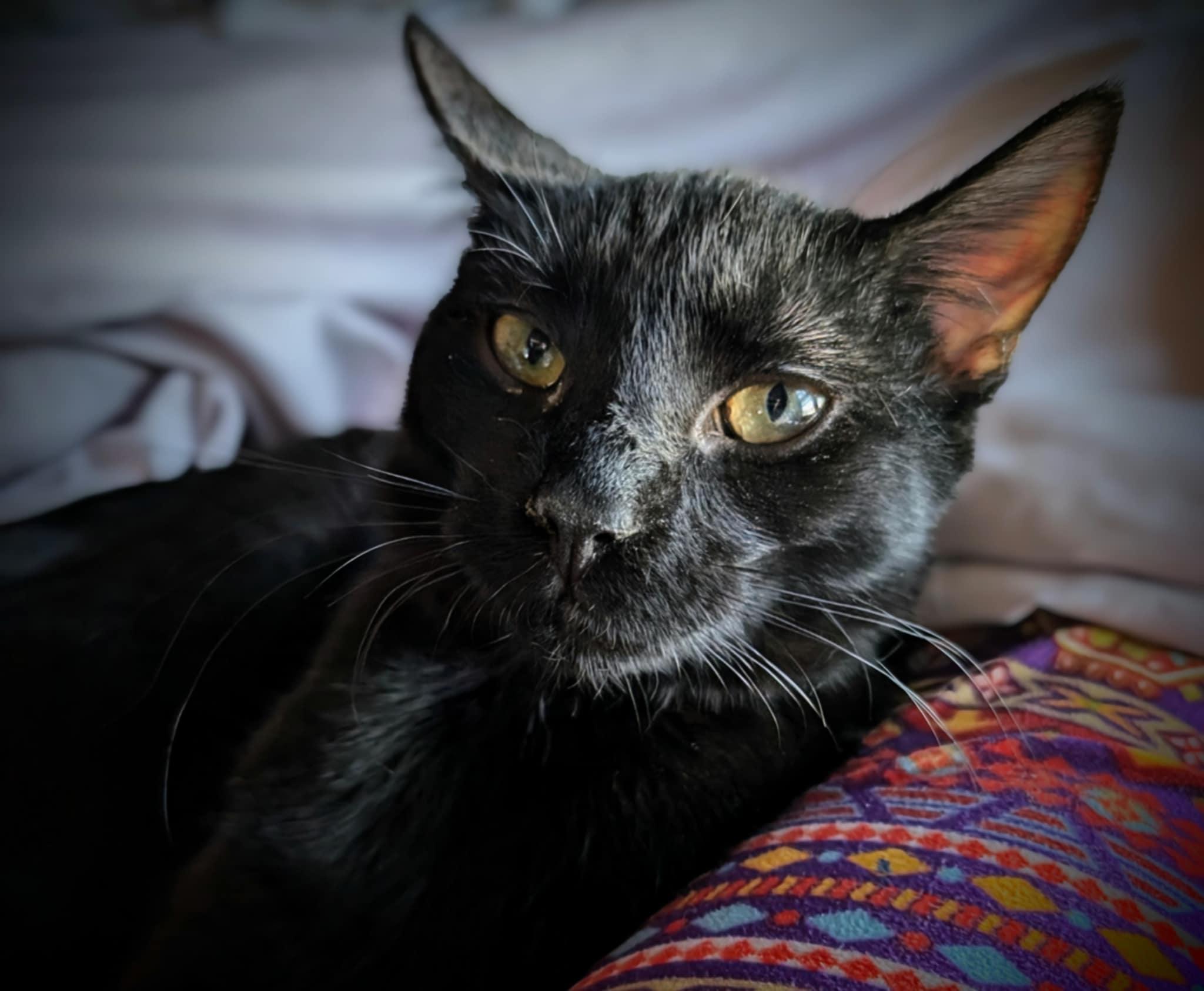 Liberty, a Adoptable Domestic Short Hair in Morganton, NC image 4/6