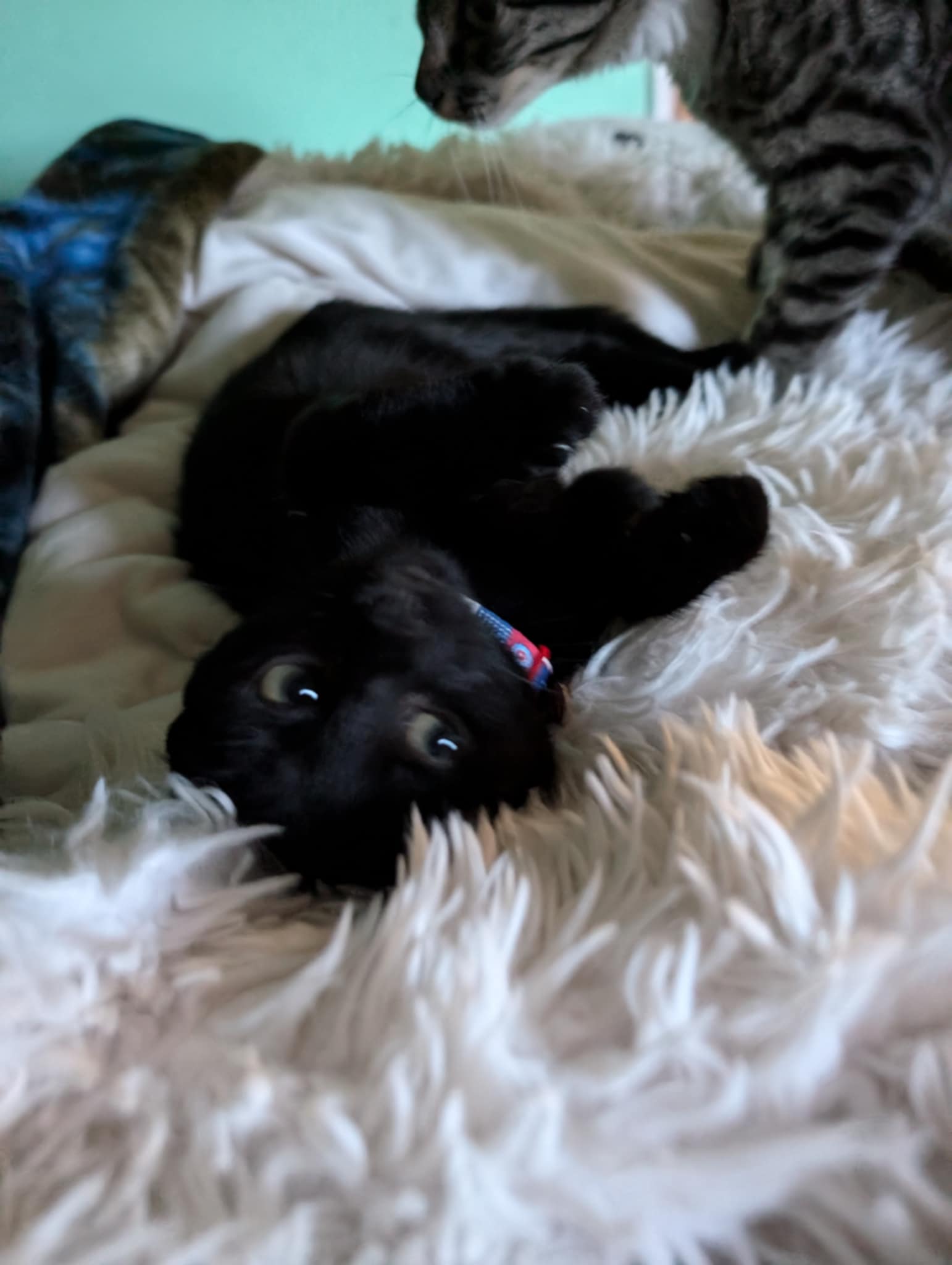 Liberty, a Adoptable Domestic Short Hair in Morganton, NC image 5/6