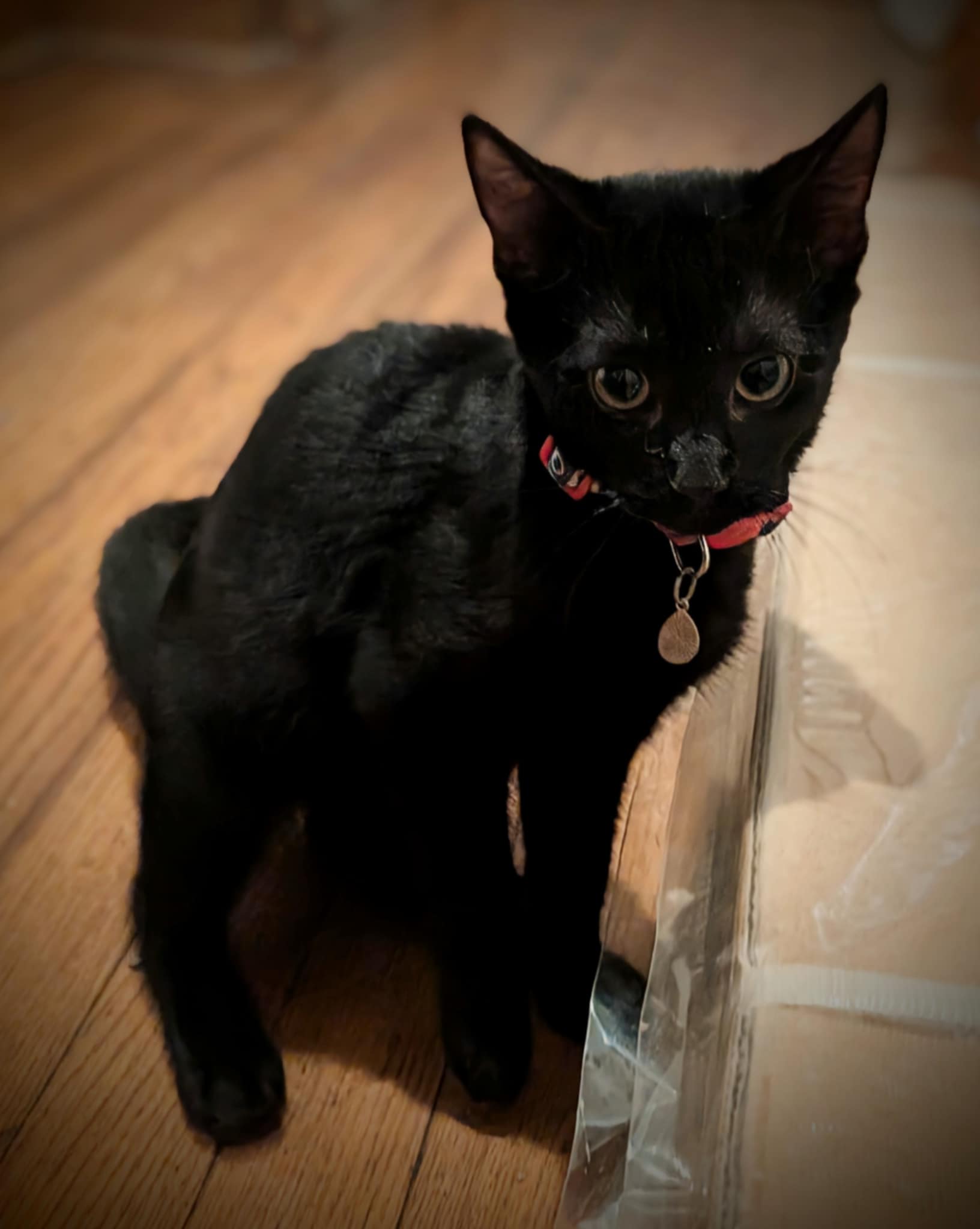 Liberty, a Adoptable Domestic Short Hair in Morganton, NC image 6/6