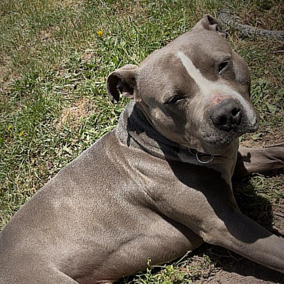 Smokey, Adoptable, Adult Male Mixed Breed.