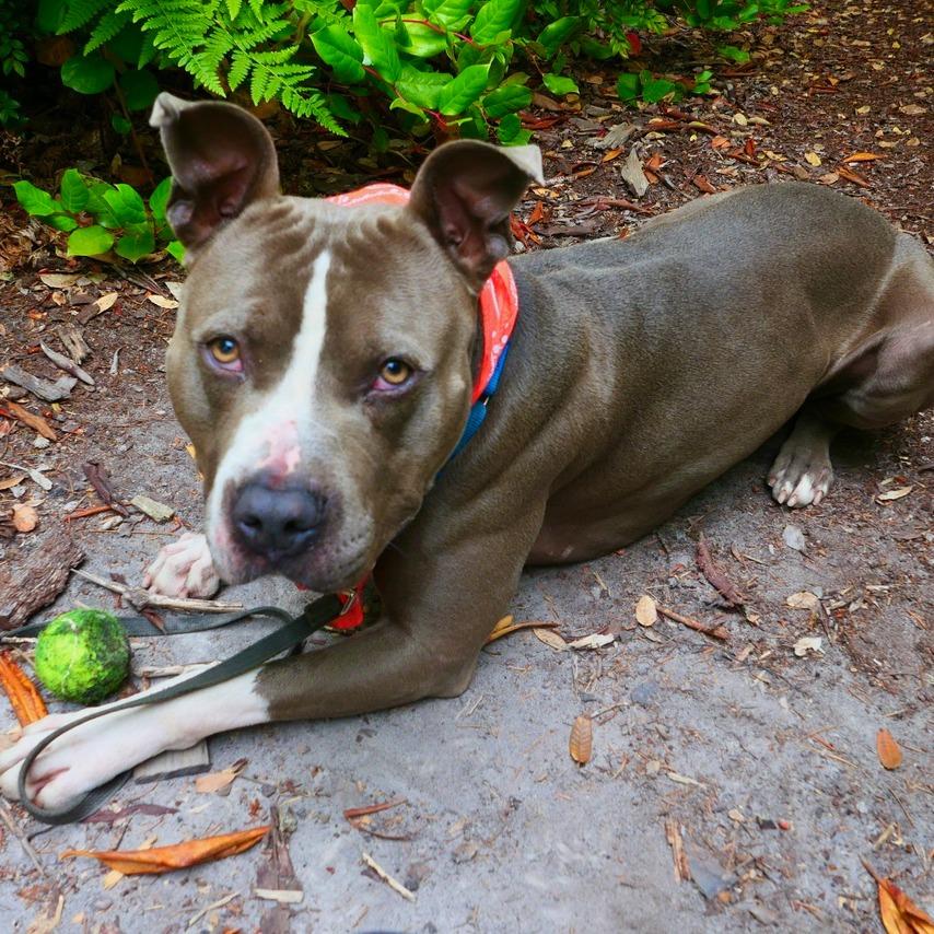 Smokey, a Adoptable Mixed Breed in Fort Bragg, CA image 4/6