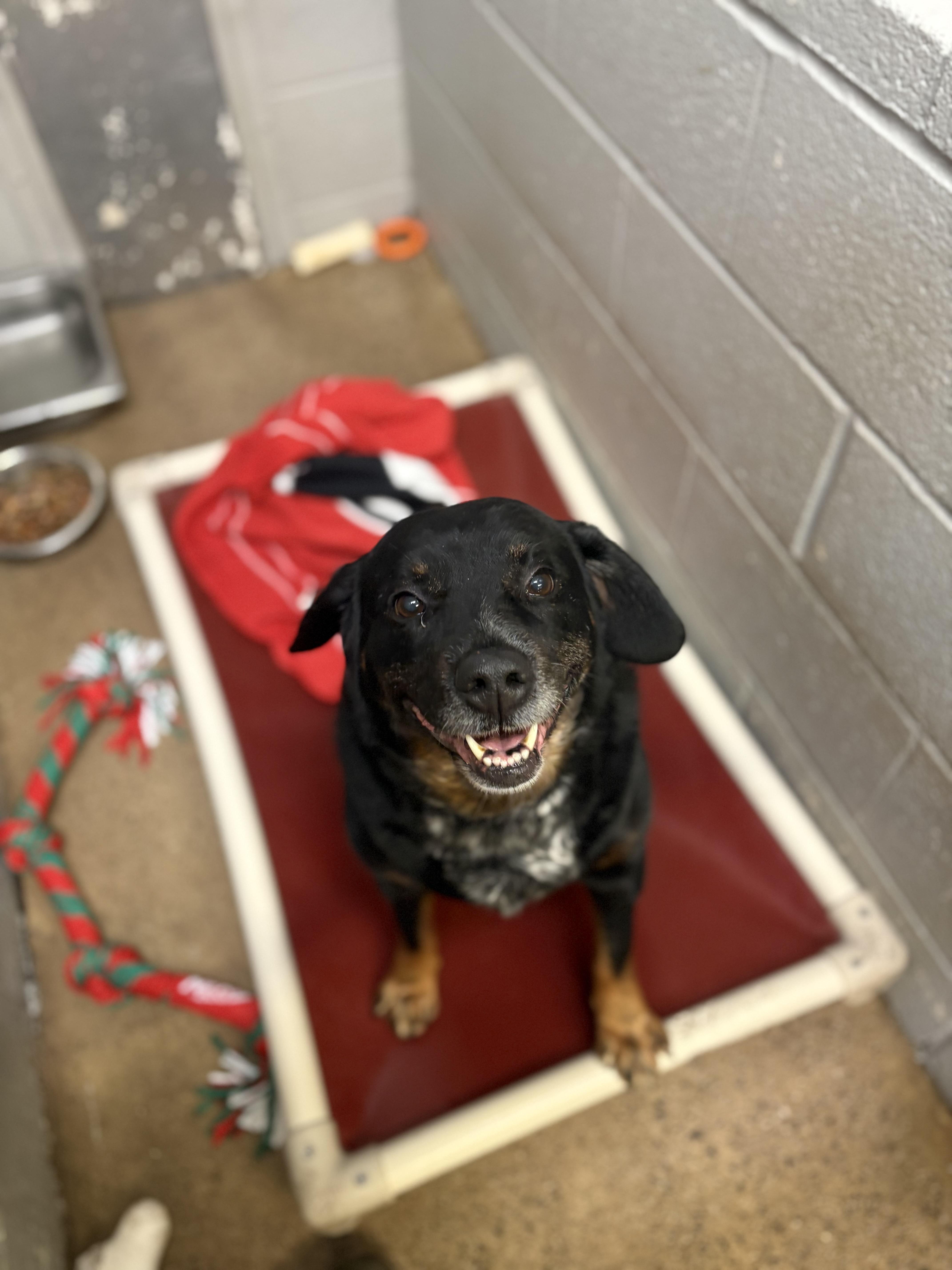 Rocket, Adult Female Labrador Retriever