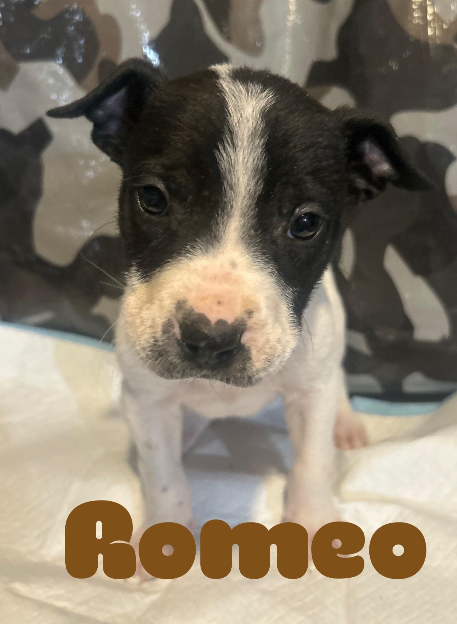 Sweetheart-Romeo, Adoptable, Puppy Male Pit Bull Terrier & Australian Cattle Dog / Blue Heeler.