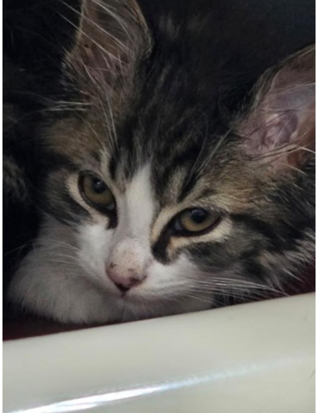 Pebbles, ADOPTABLE, Kitten Female Domestic Medium Hair.