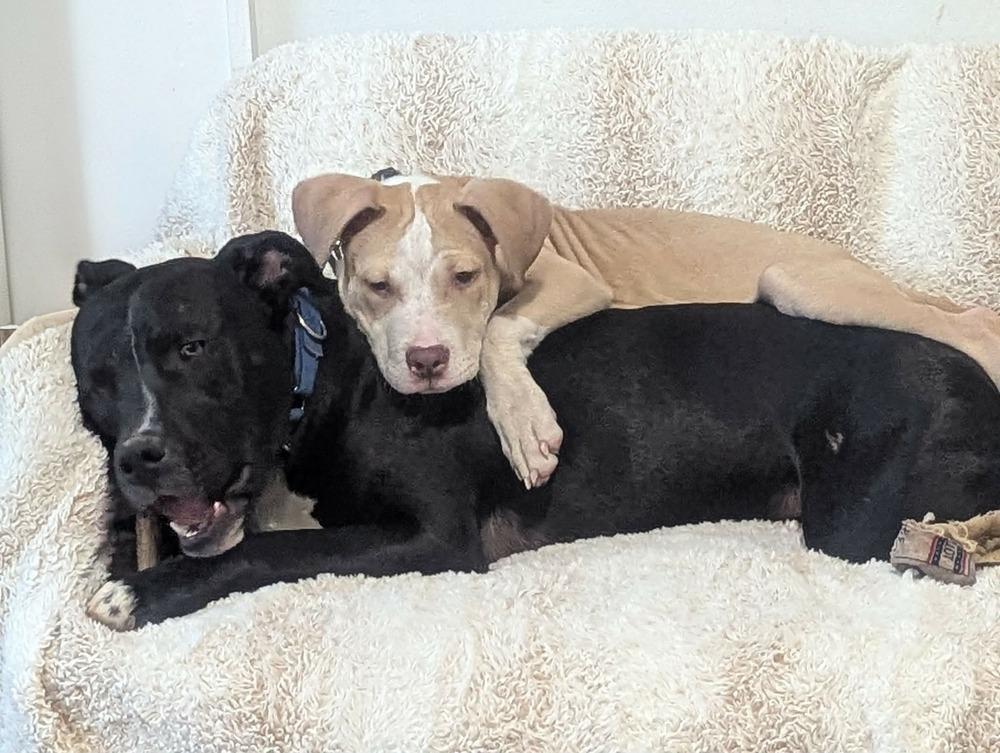 Travis, a Adoptable mixed breed in Grand Rapids, MI image 1/6