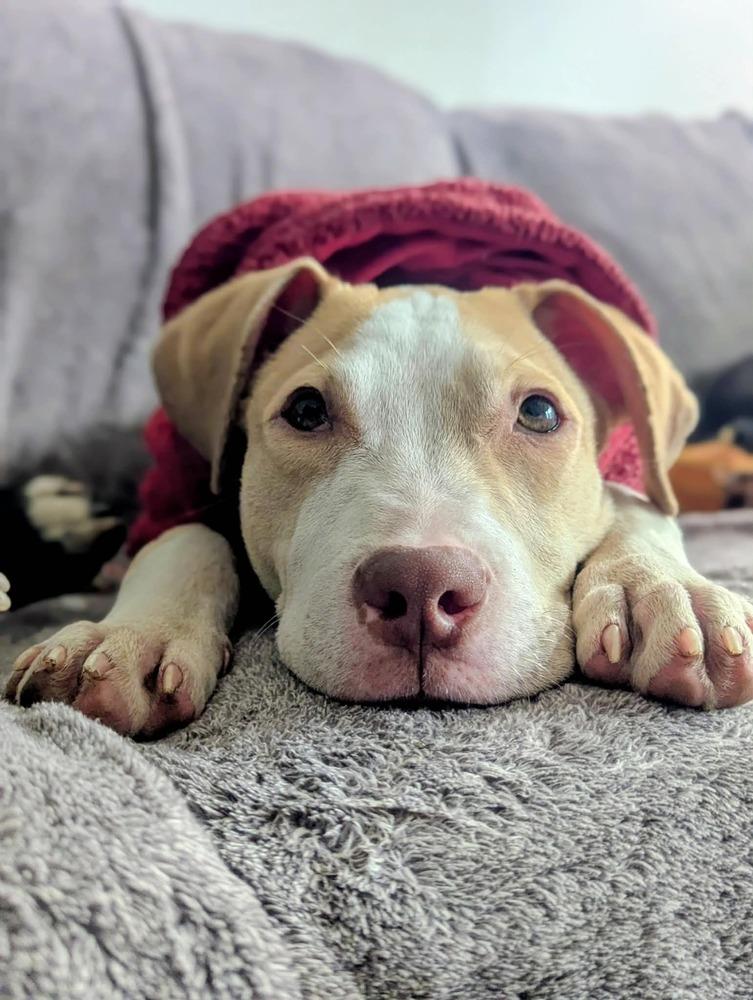 Travis, a Adoptable mixed breed in Grand Rapids, MI image 2/6