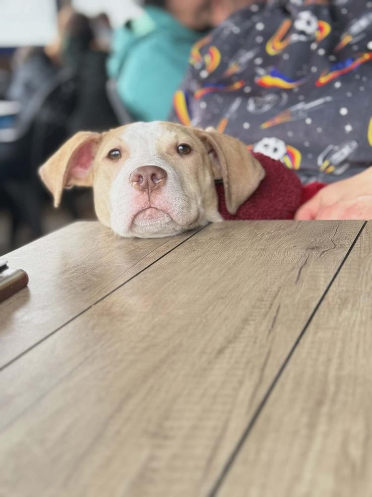 Travis, a Adoptable mixed breed in Grand Rapids, MI image 3/6