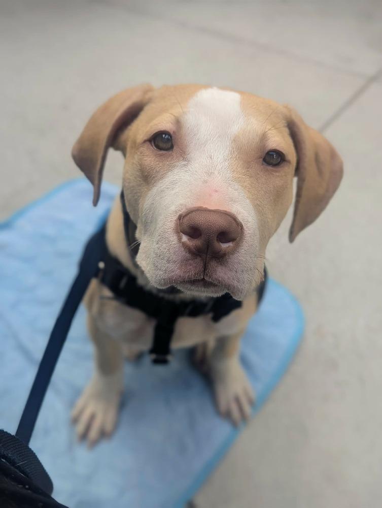 Travis, a Adoptable mixed breed in Grand Rapids, MI image 4/6