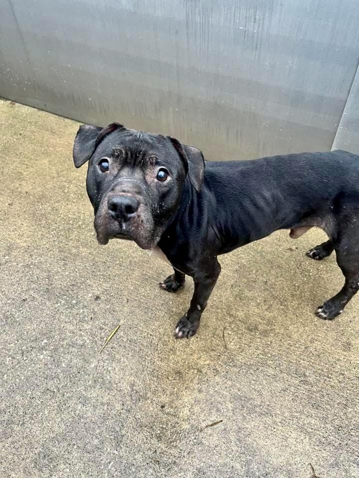 Evander, a ADOPTABLE Pit Bull Terrier in Chicago, IL image 1/5