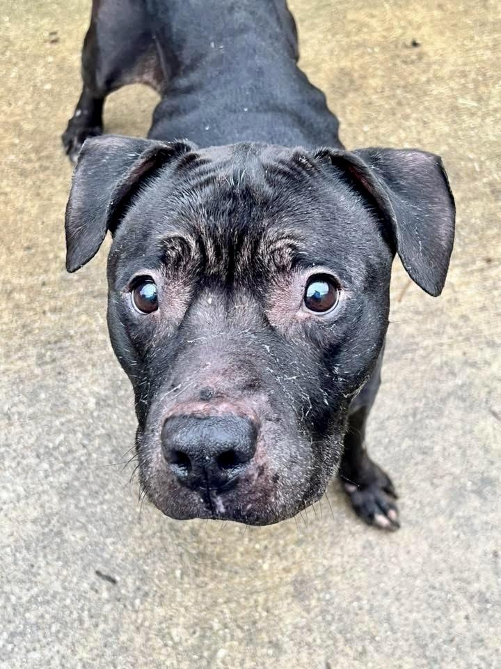 Evander, a ADOPTABLE Pit Bull Terrier in Chicago, IL image 2/5