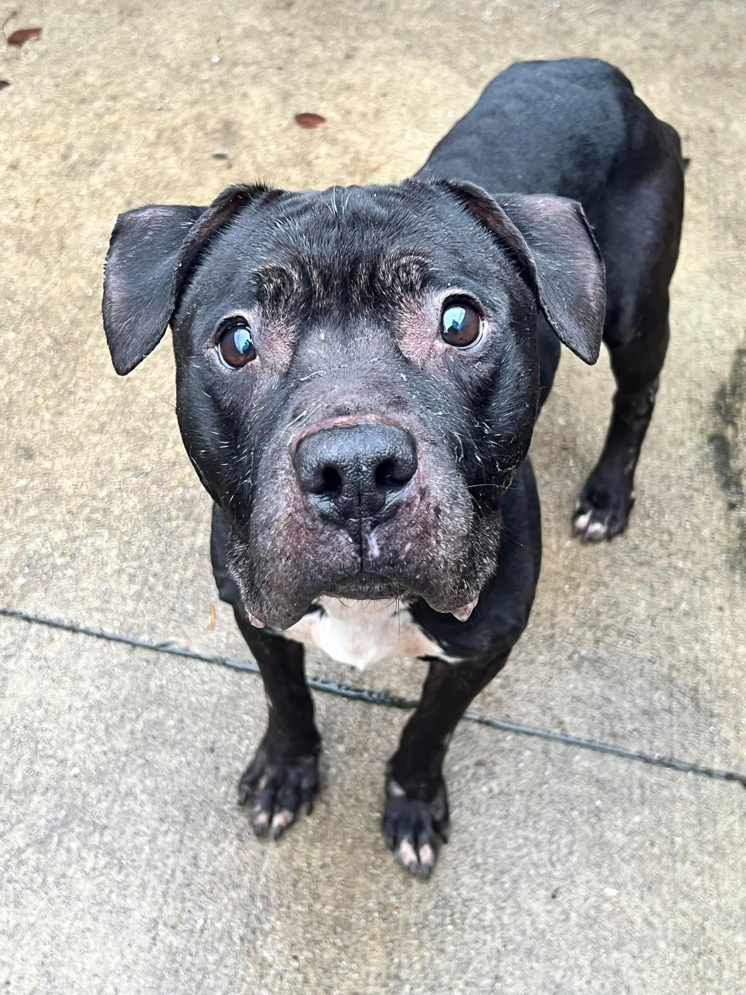 Evander, a ADOPTABLE Pit Bull Terrier in Chicago, IL image 5/5