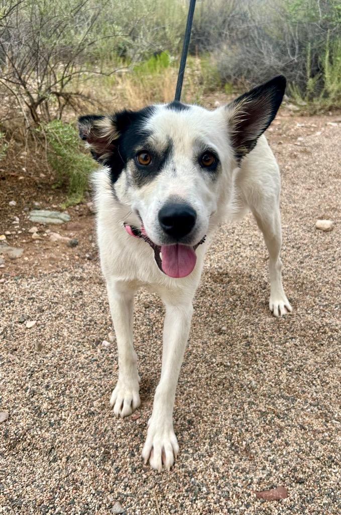 Pepper, Adoptable, Young Female Cattle Dog.