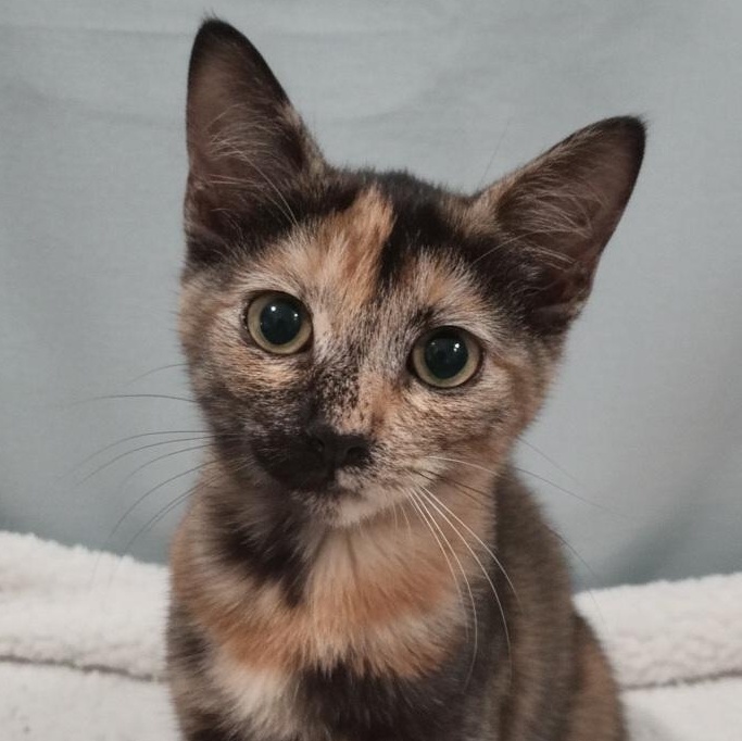 Enlarge CiCi, a Adoptable Domestic Short Hair in Irvine, CA image 1/4