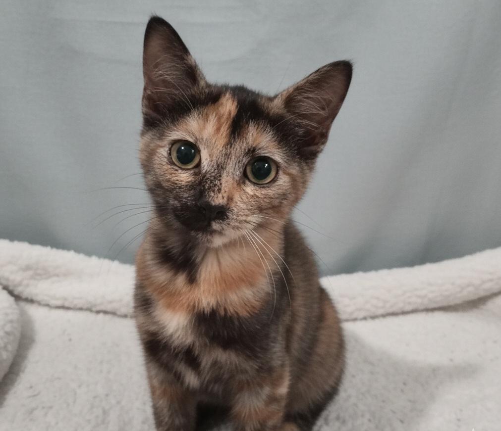 Enlarge CiCi, a Adoptable Domestic Short Hair in Irvine, CA image 2/4