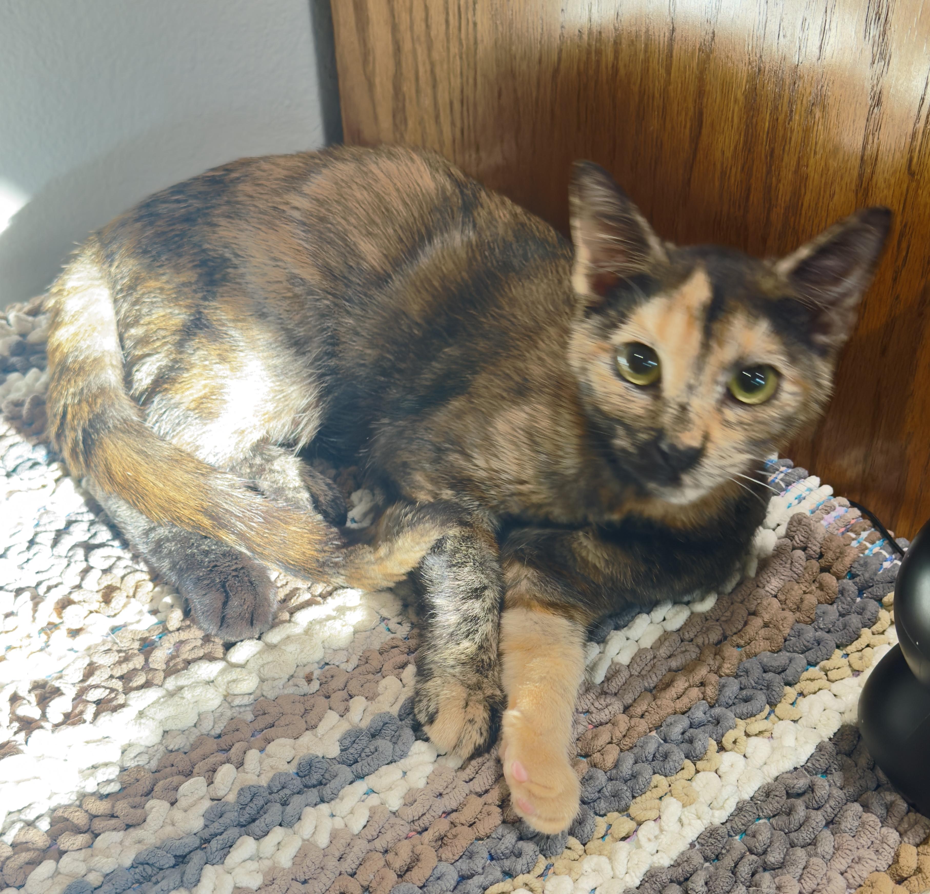 Enlarge CiCi, a Adoptable Domestic Short Hair in Irvine, CA image 3/4