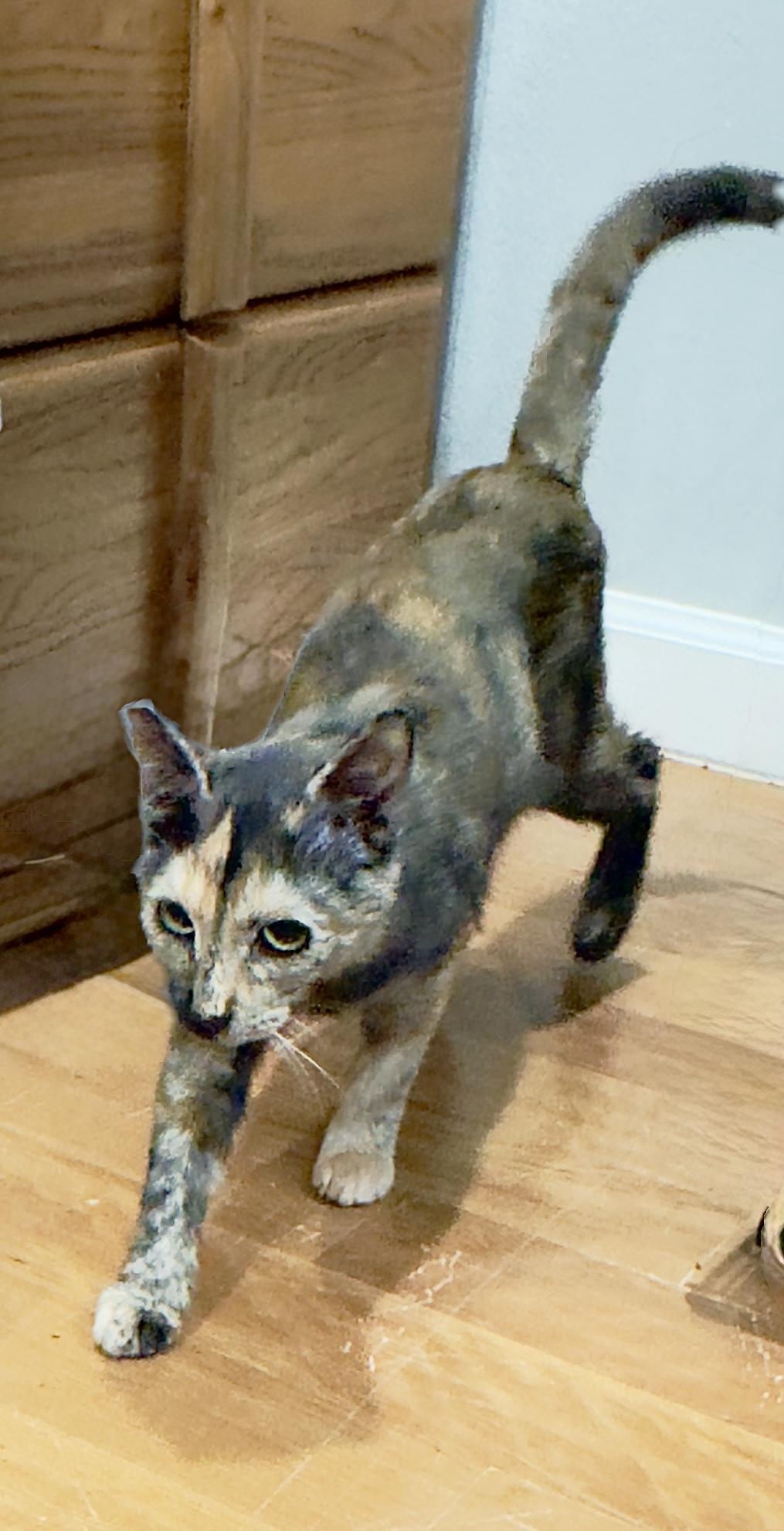 Enlarge CiCi, a Adoptable Domestic Short Hair in Irvine, CA image 4/4