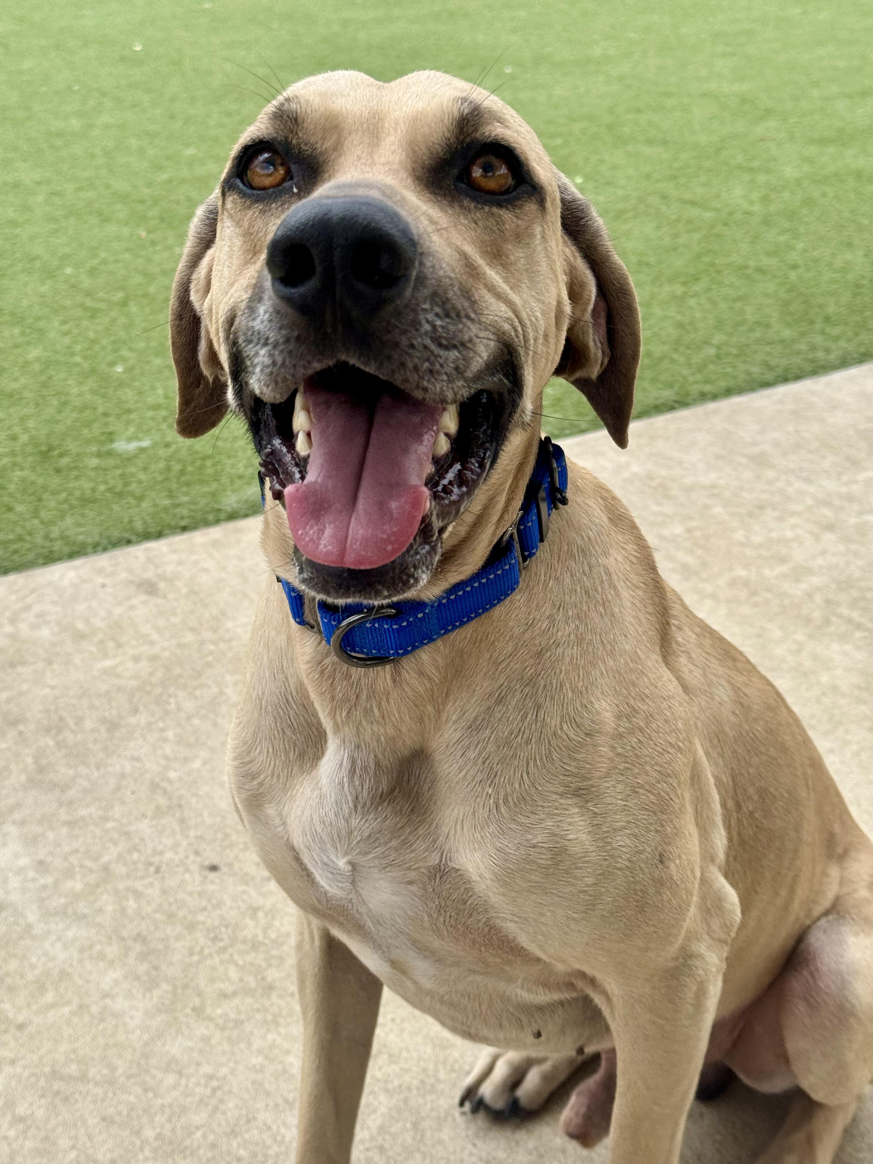 Timmy, Adoptable, Adult Male Black Mouth Cur.