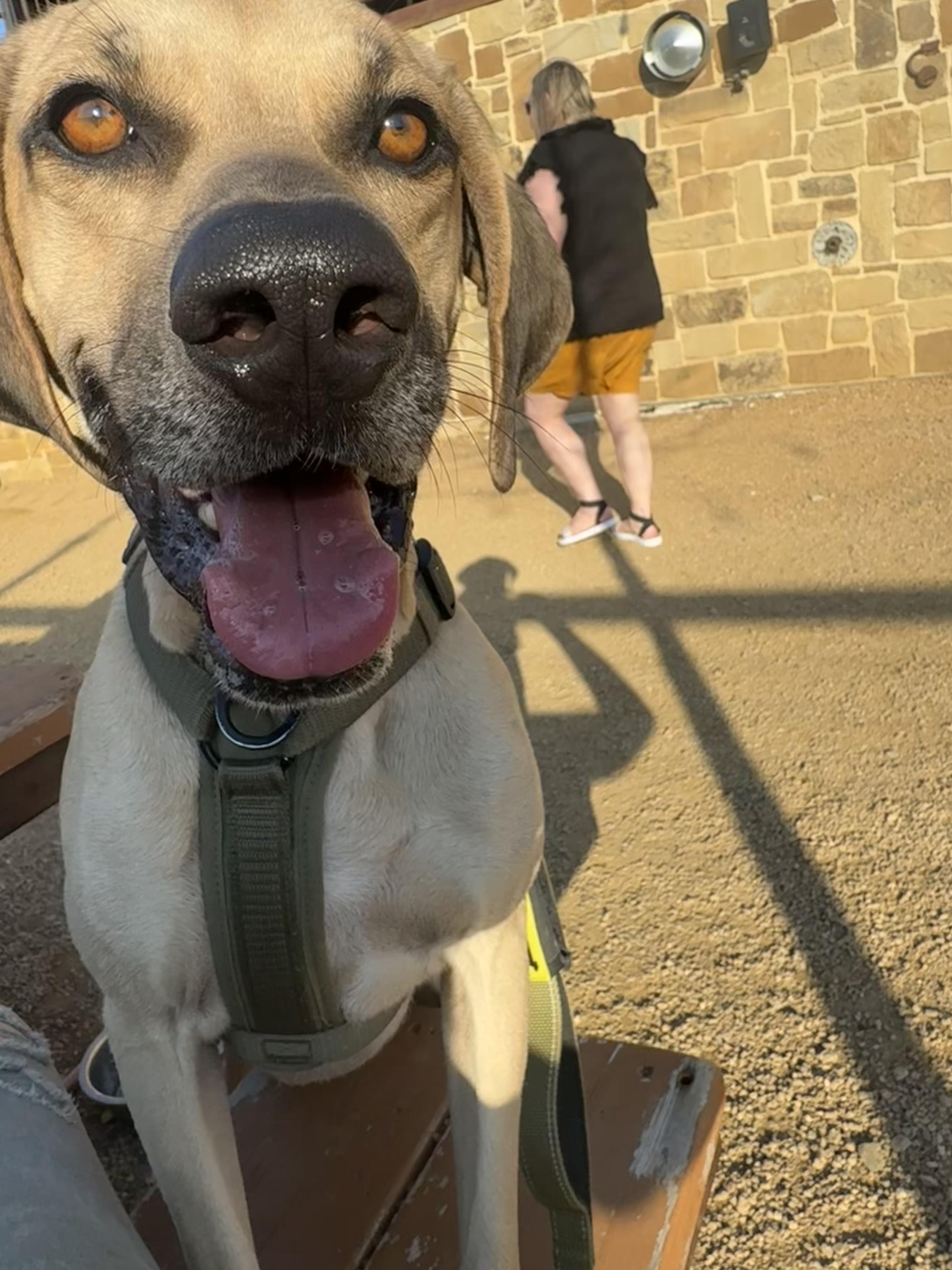 Enlarge Timmy, a Adoptable mixed breed in Dallas, TX image 5/6