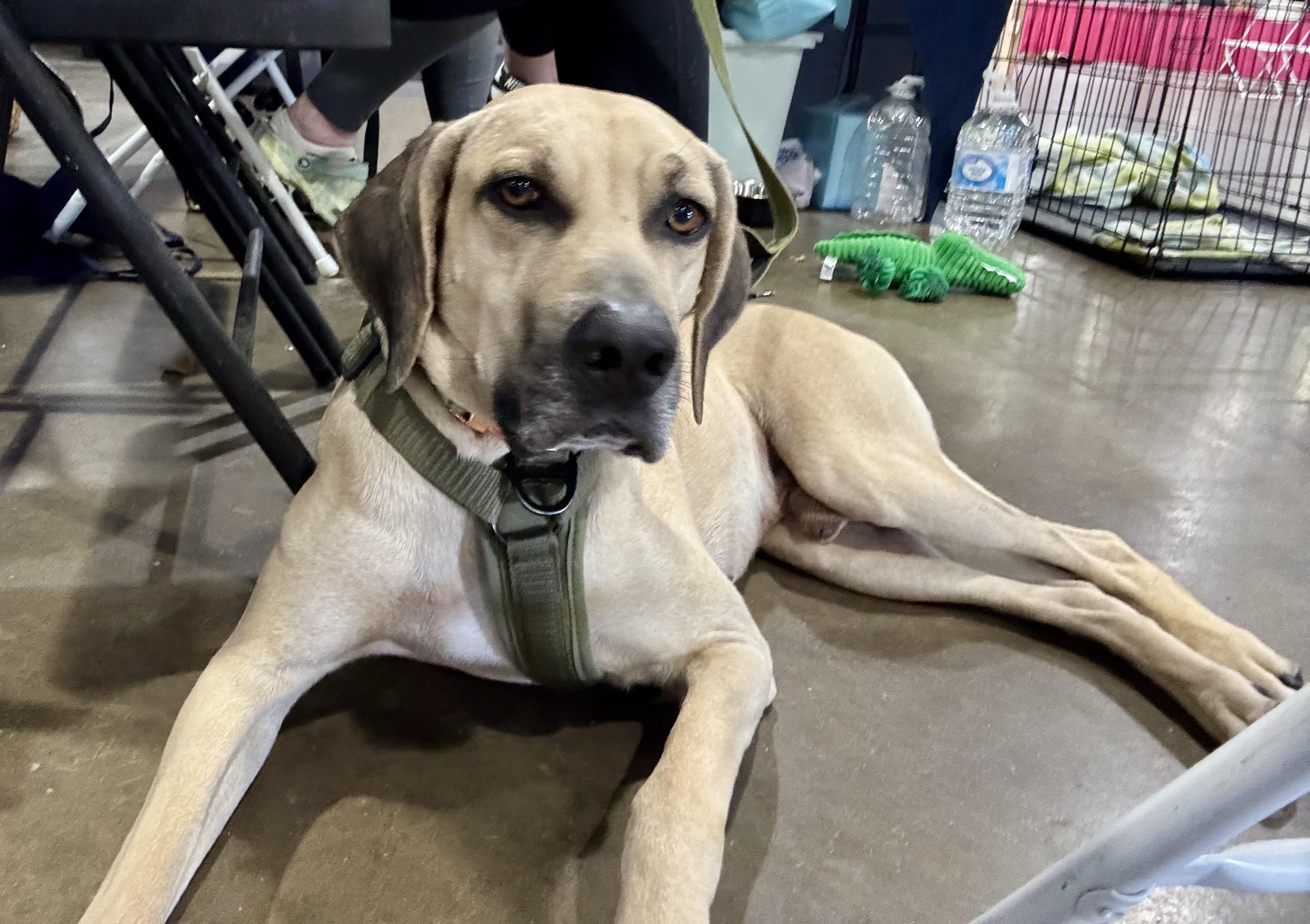 Enlarge Timmy, a Adoptable mixed breed in Dallas, TX image 4/6