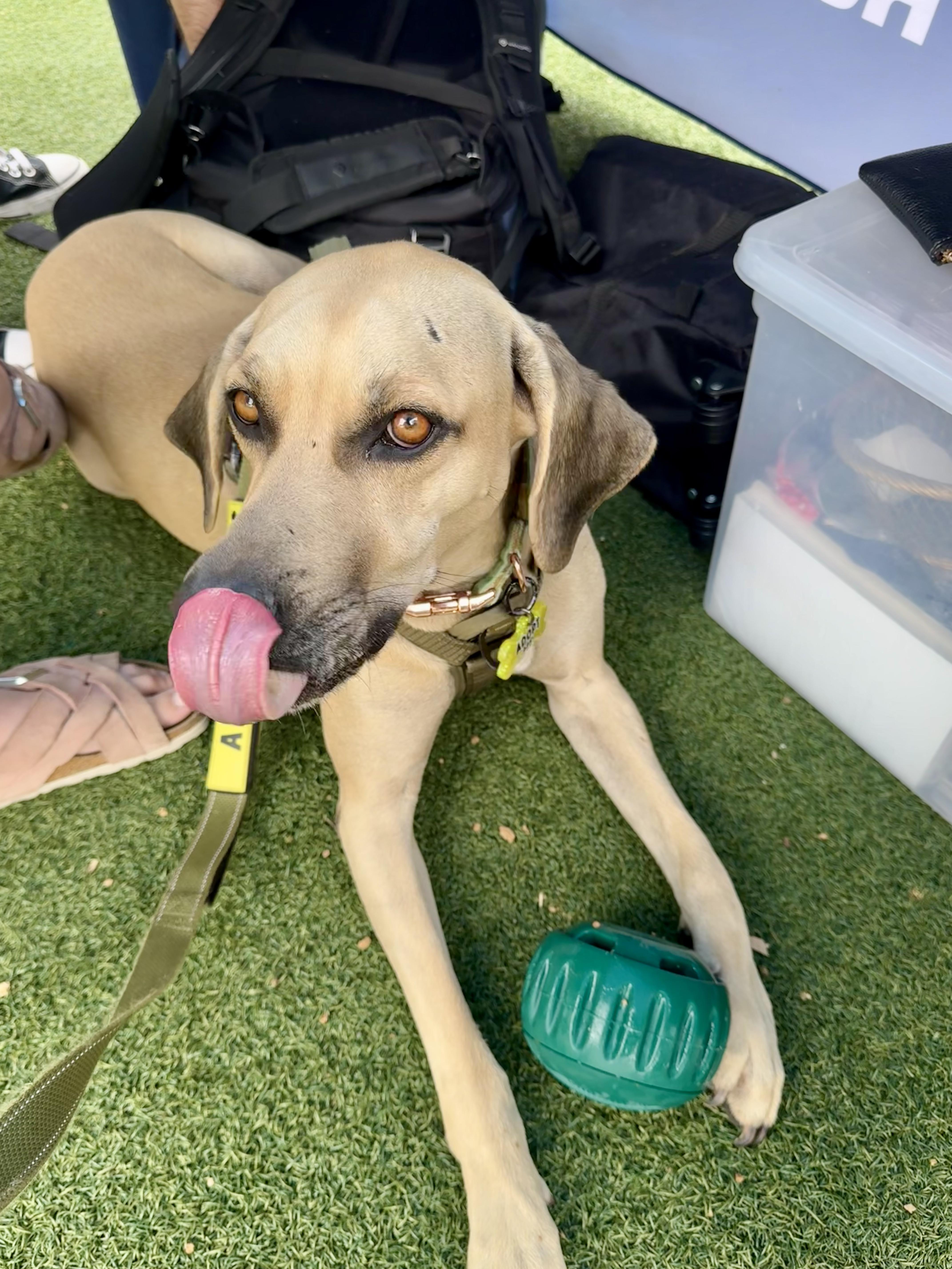 Enlarge Timmy, a Adoptable mixed breed in Dallas, TX image 6/6