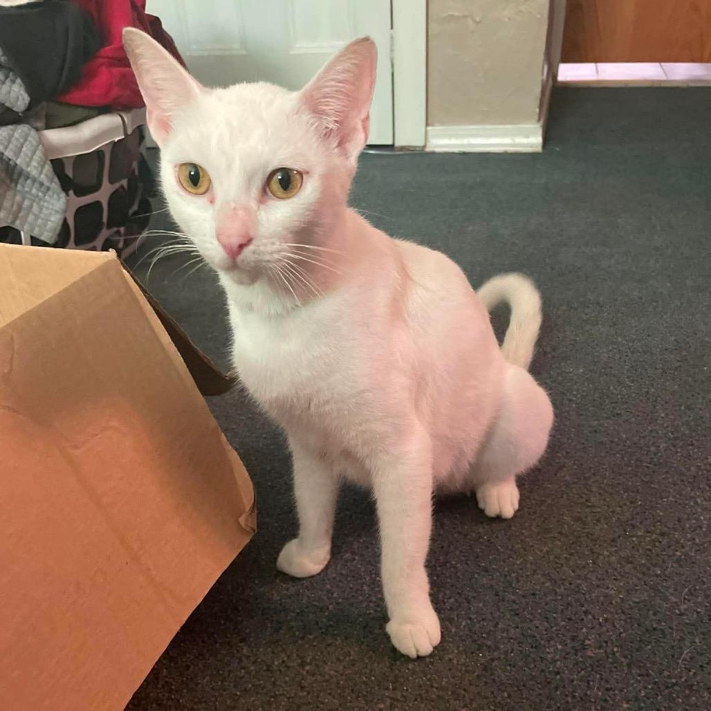 Tortilla, Adoptable, Adult Female Domestic Short Hair.