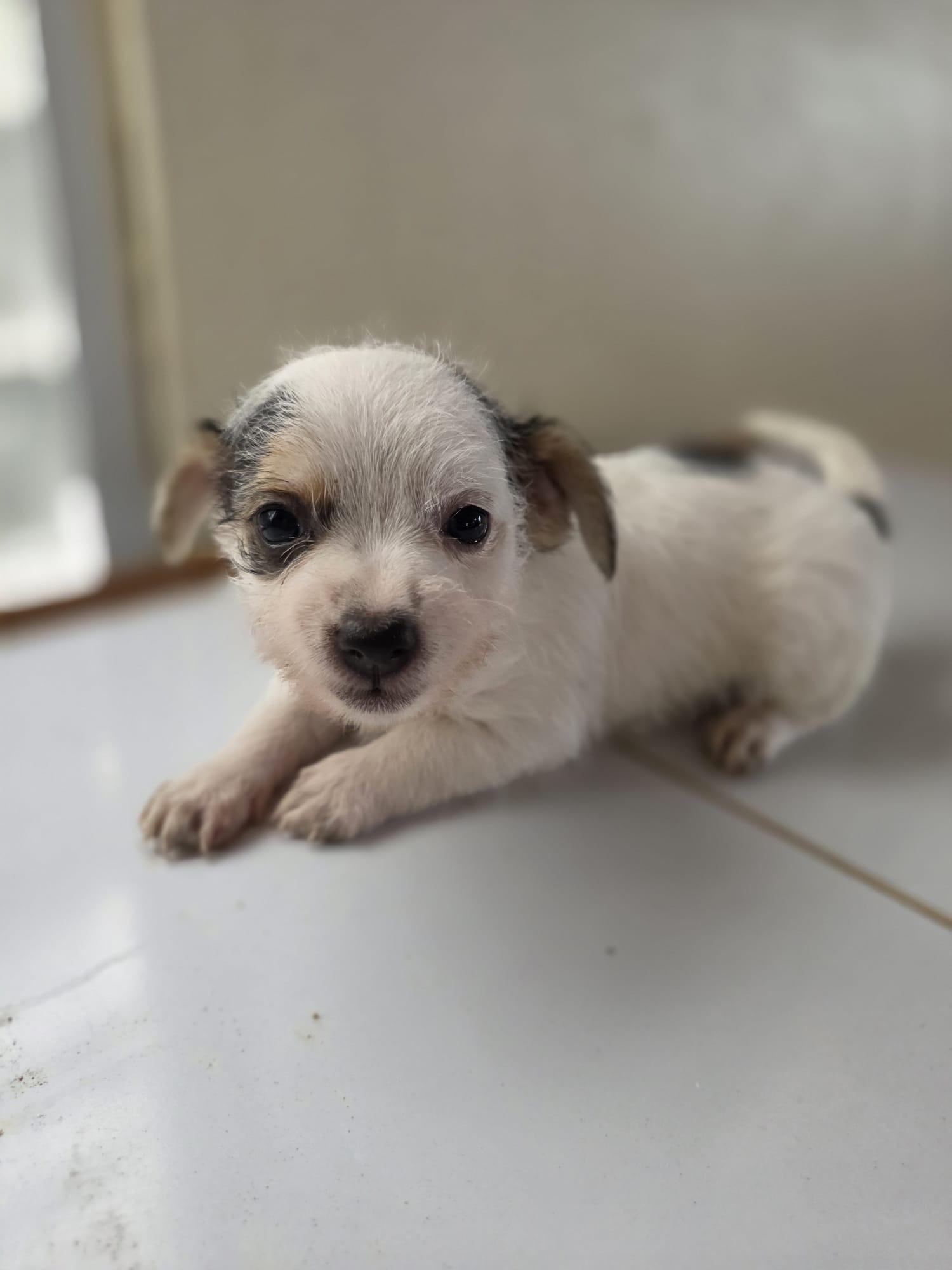 Leah, Adopted, Puppy Female Chihuahua & Terrier.