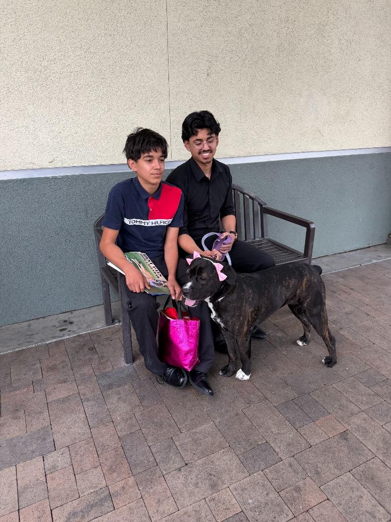 Belladonna, Adopted, Young Female Mixed Breed.