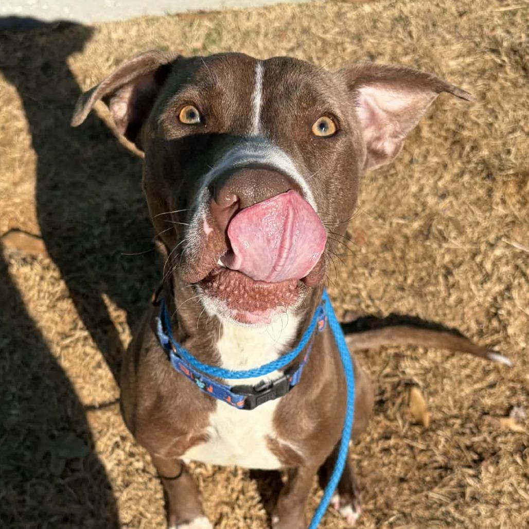 Streusel, Adoptable, Young Male Pit Bull Terrier.