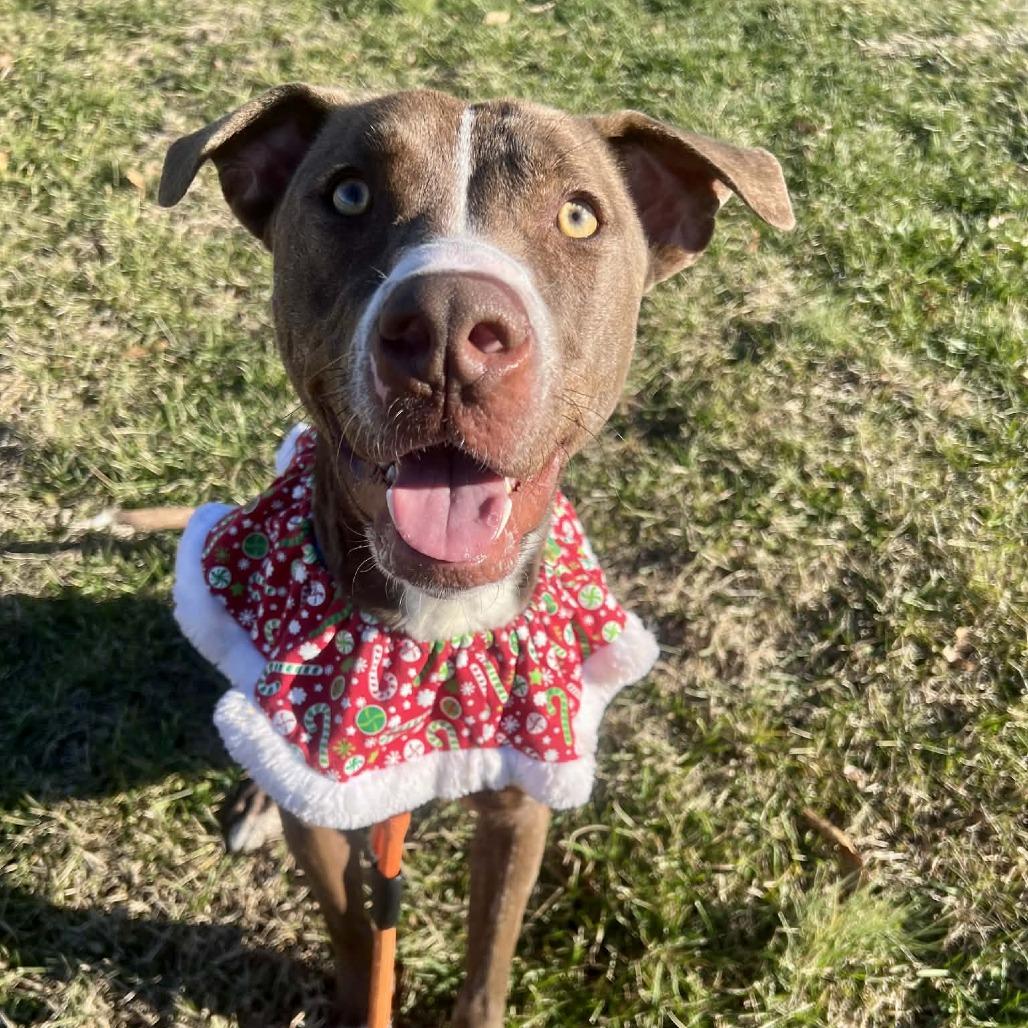 Enlarge Streusel, a Adoptable mixed breed in Concord, NC image 3/6