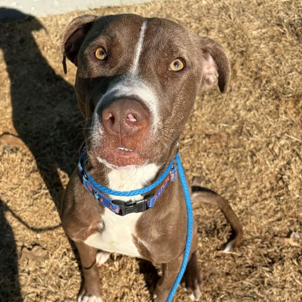 Enlarge Streusel, a Adoptable mixed breed in Concord, NC image 5/6